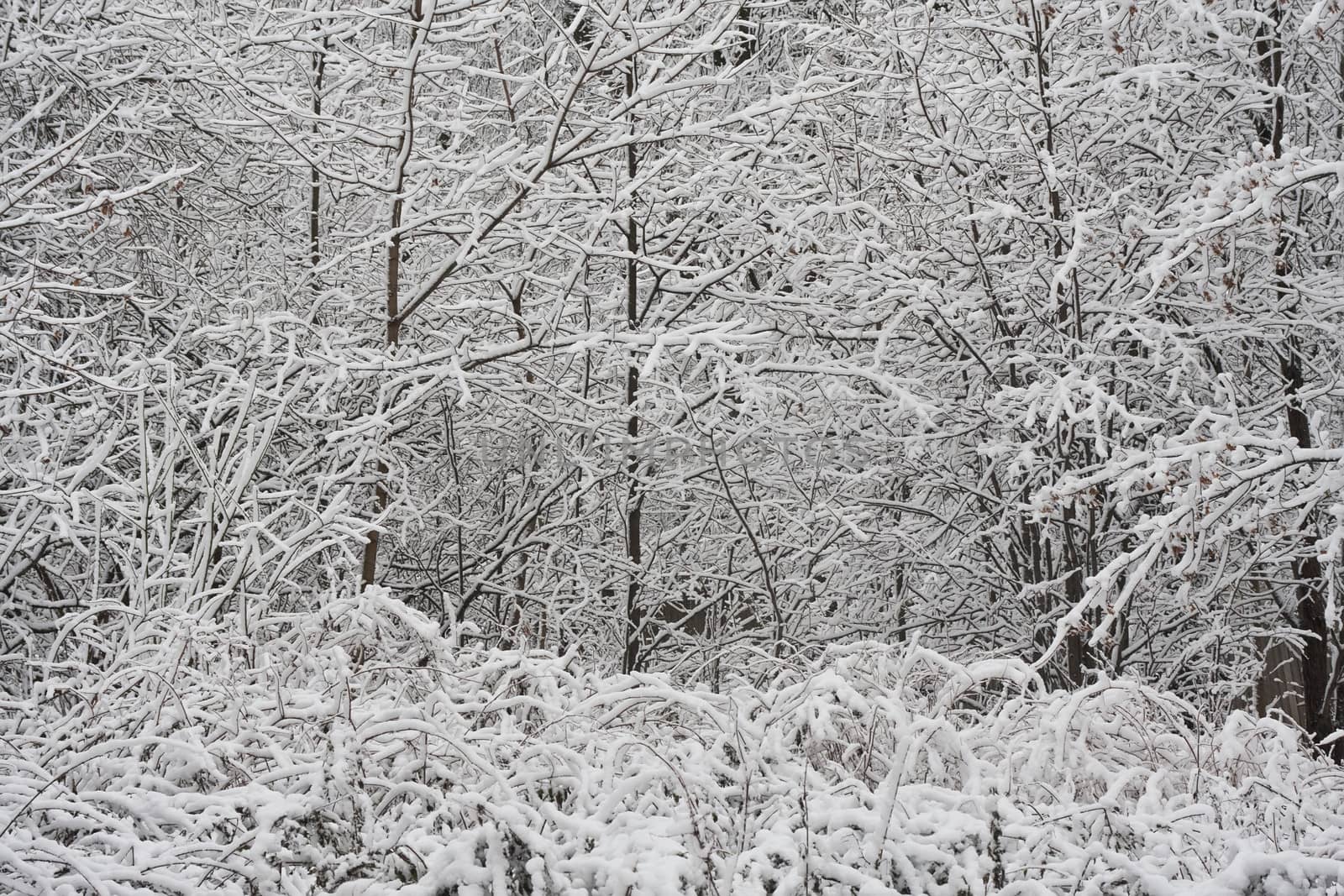 Winter forest by sailorr