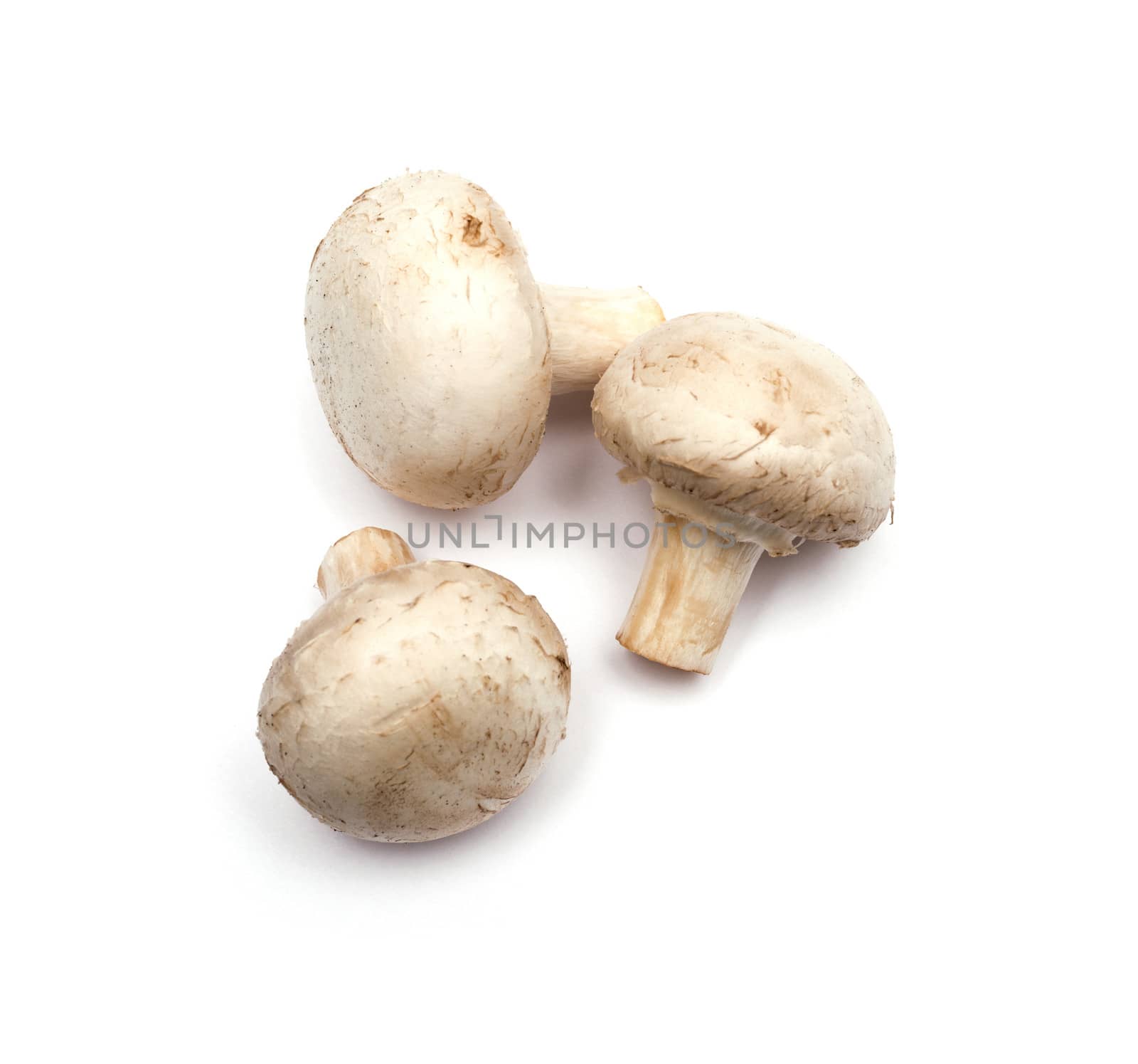 mushrooms isolated on white background by DNKSTUDIO