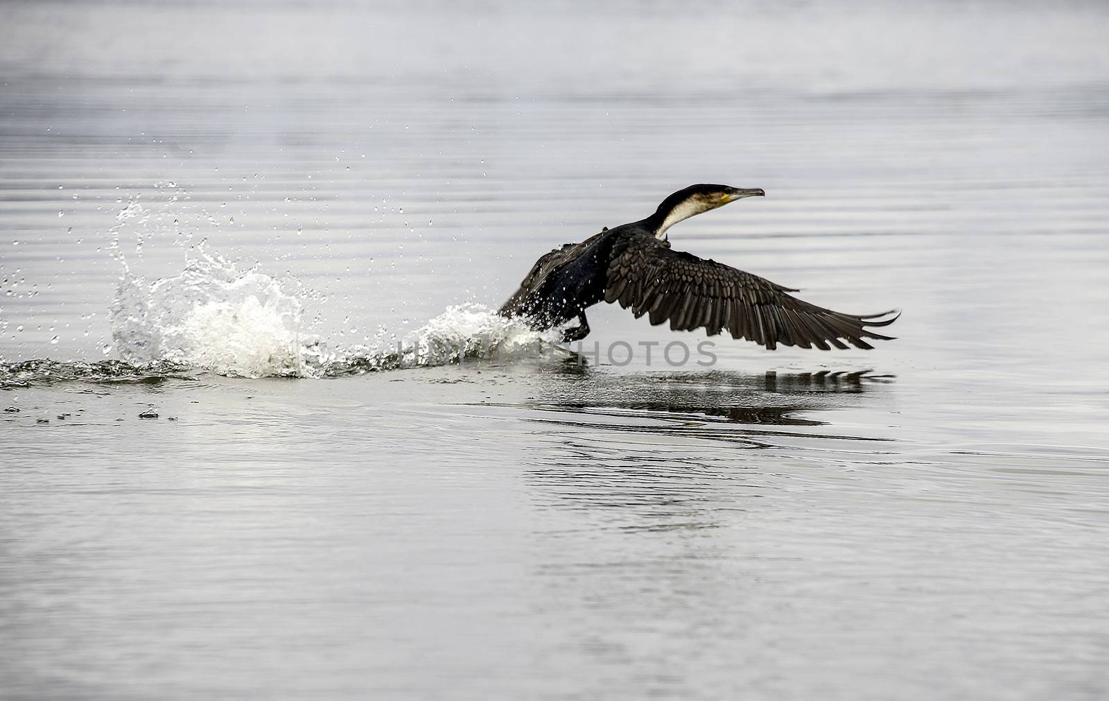 Shag/Cormorant in flight on Naivasha lake of Kenya.