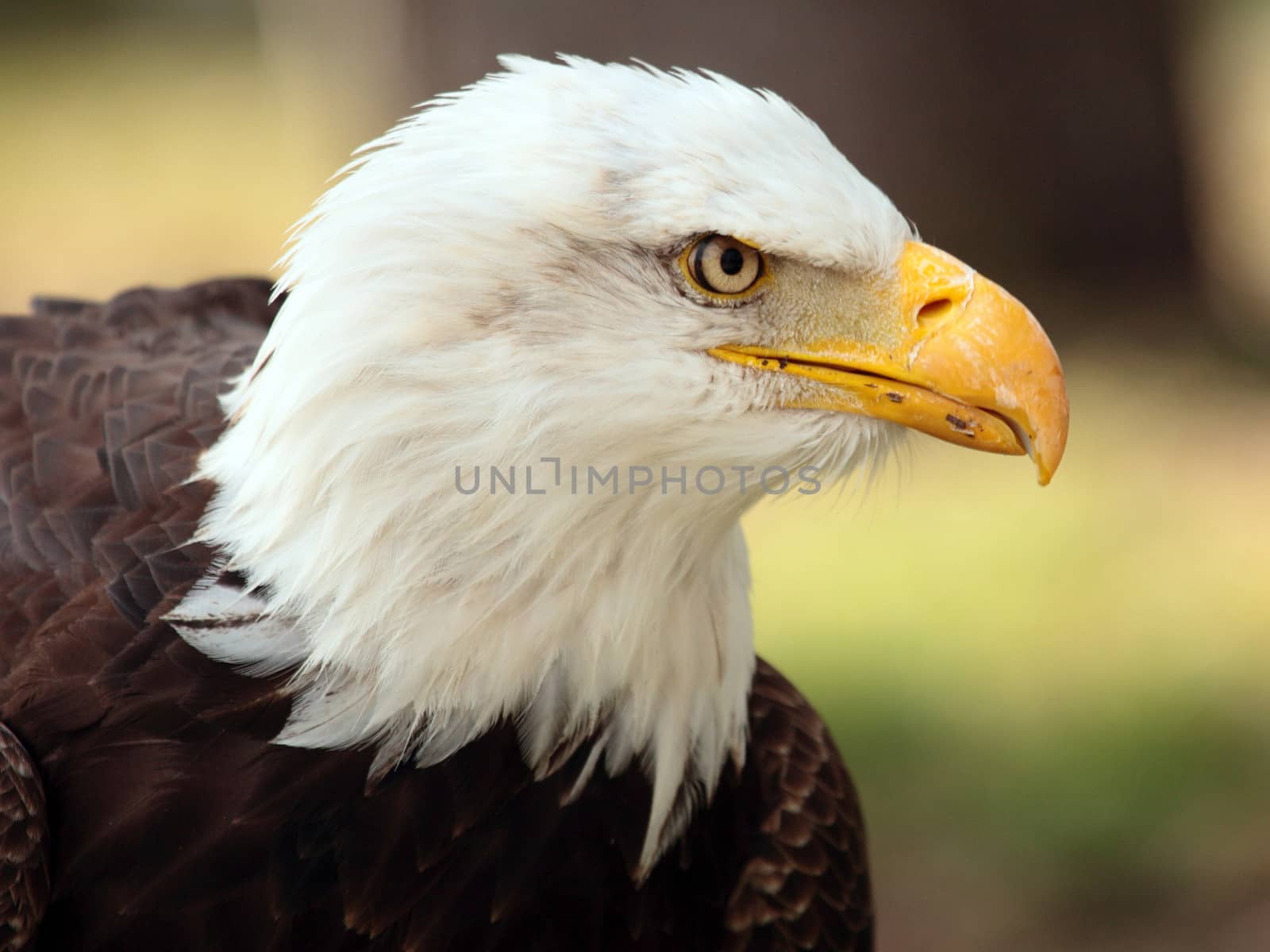 bald eagle portrait by erllre
