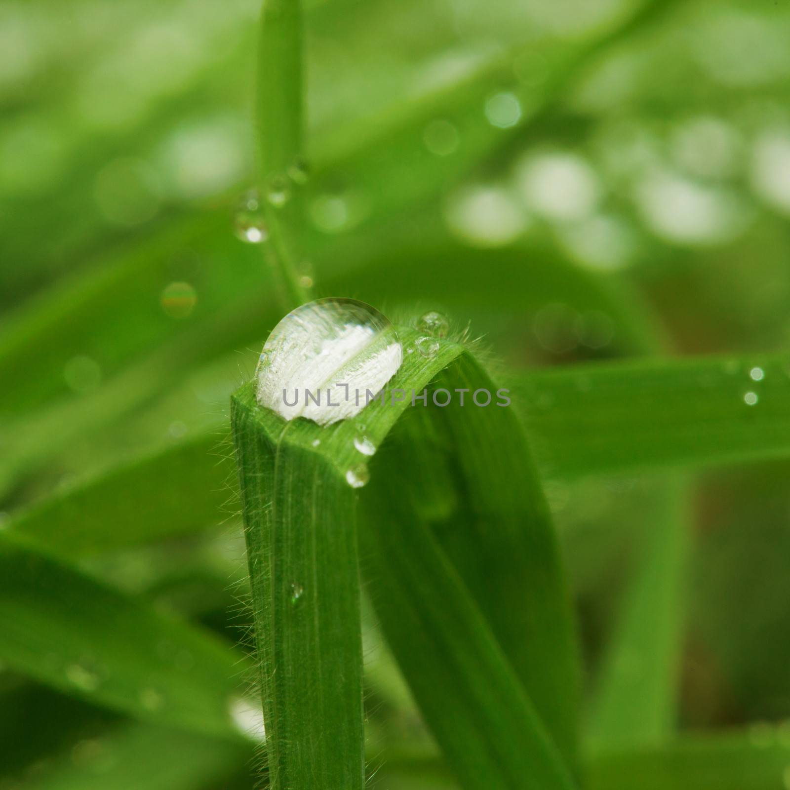 Drop of water over blade of grass