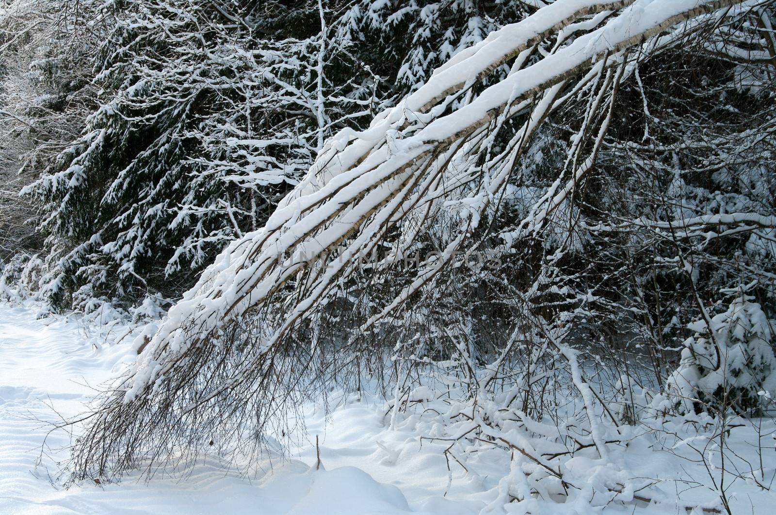 Birch branches in the winter wood bent under weight of snow.