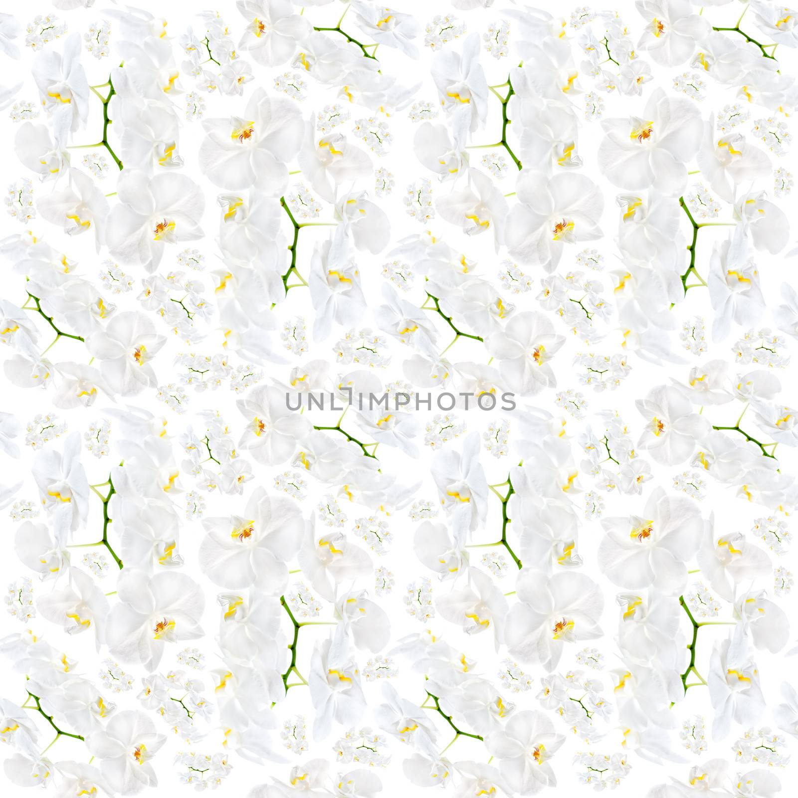 Floral background. White orchid seamless pattern