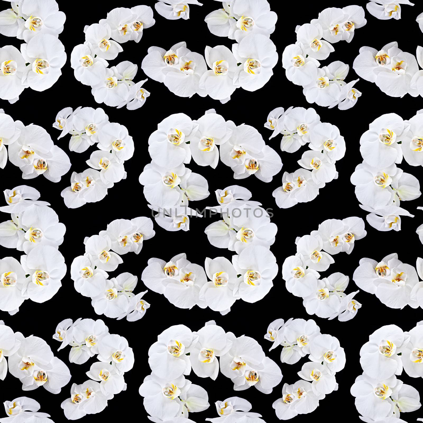 White orchid seamless pattern by palinchak