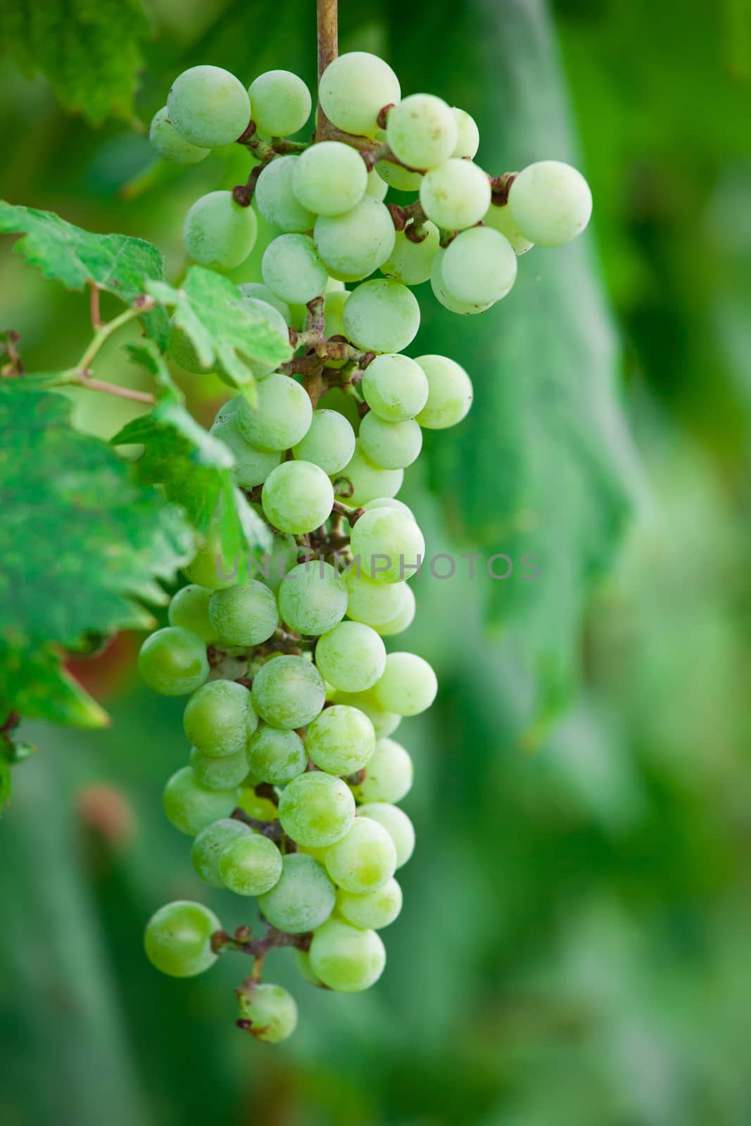 Brunches of ripe grapes with green leaves on vine