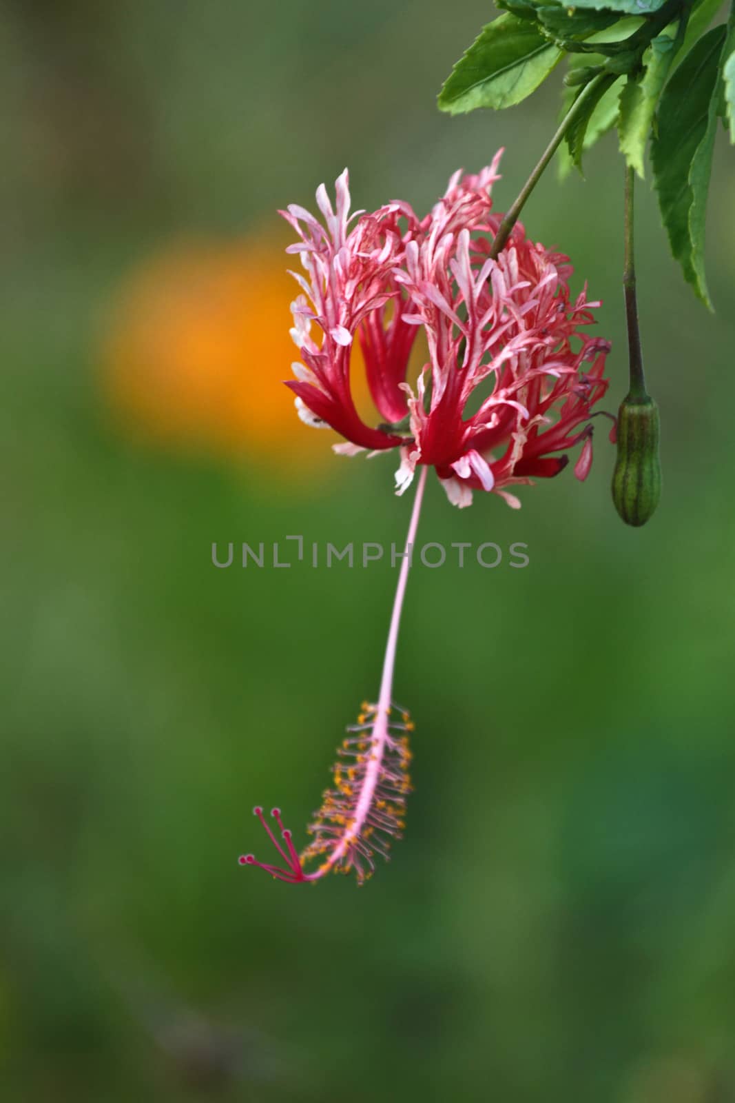 Flowers from Koh Ngai island Thailand