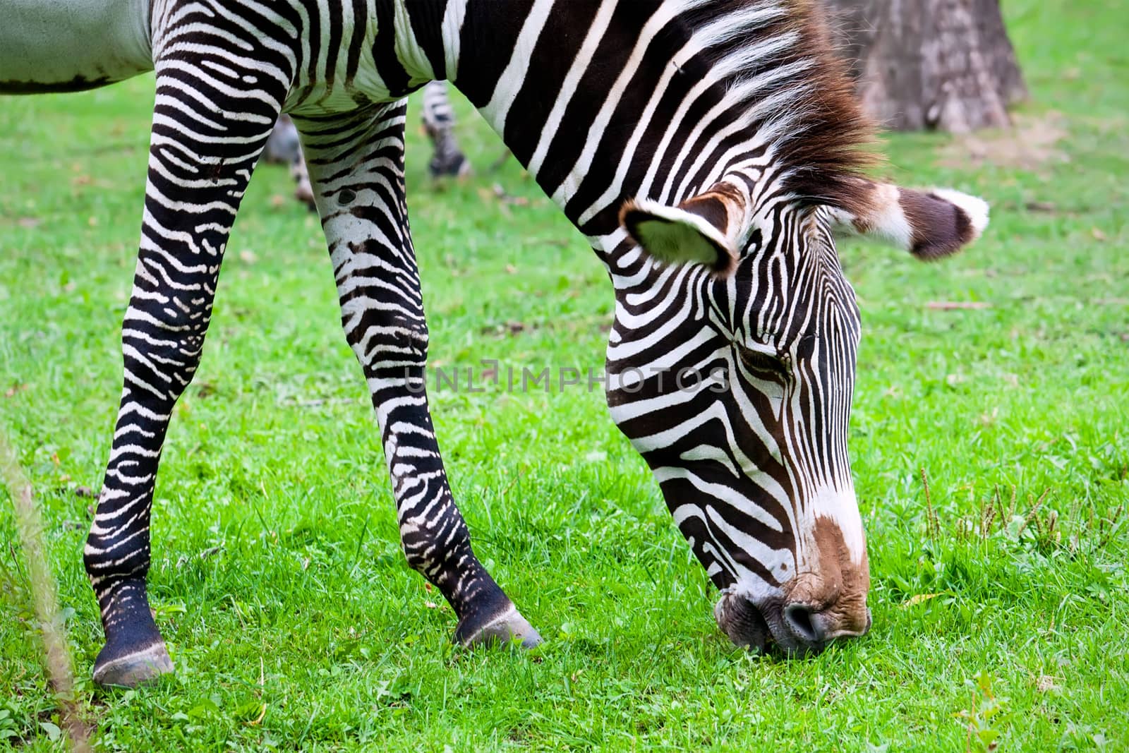 Nice close-up photo of young male zebra in zoo