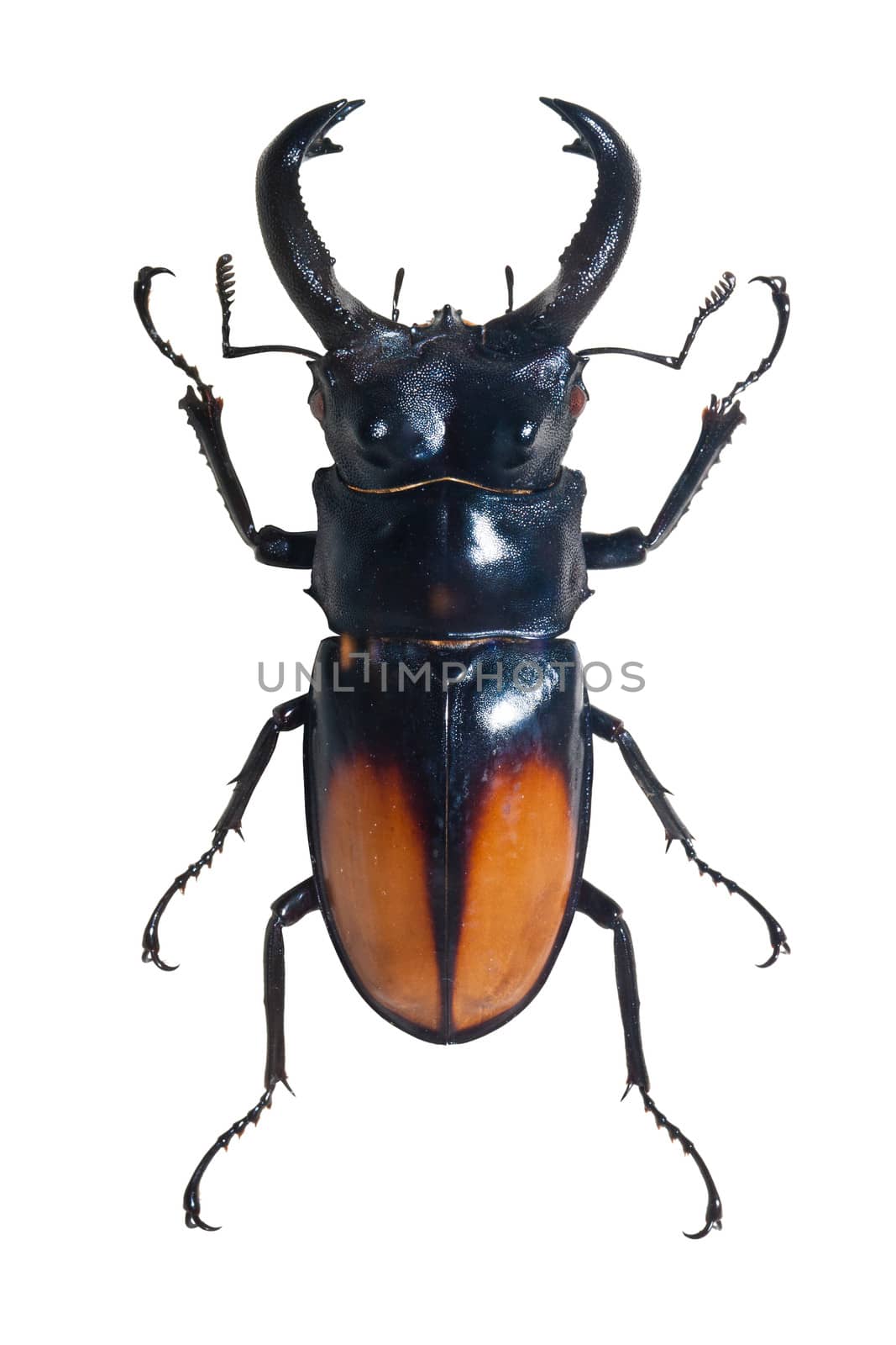 Huge bug with horns Odontolabis Spectabilis isolated on white background