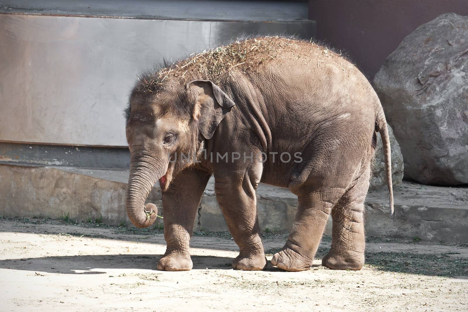 Beautiful photo of small baby elephant walking in zoo