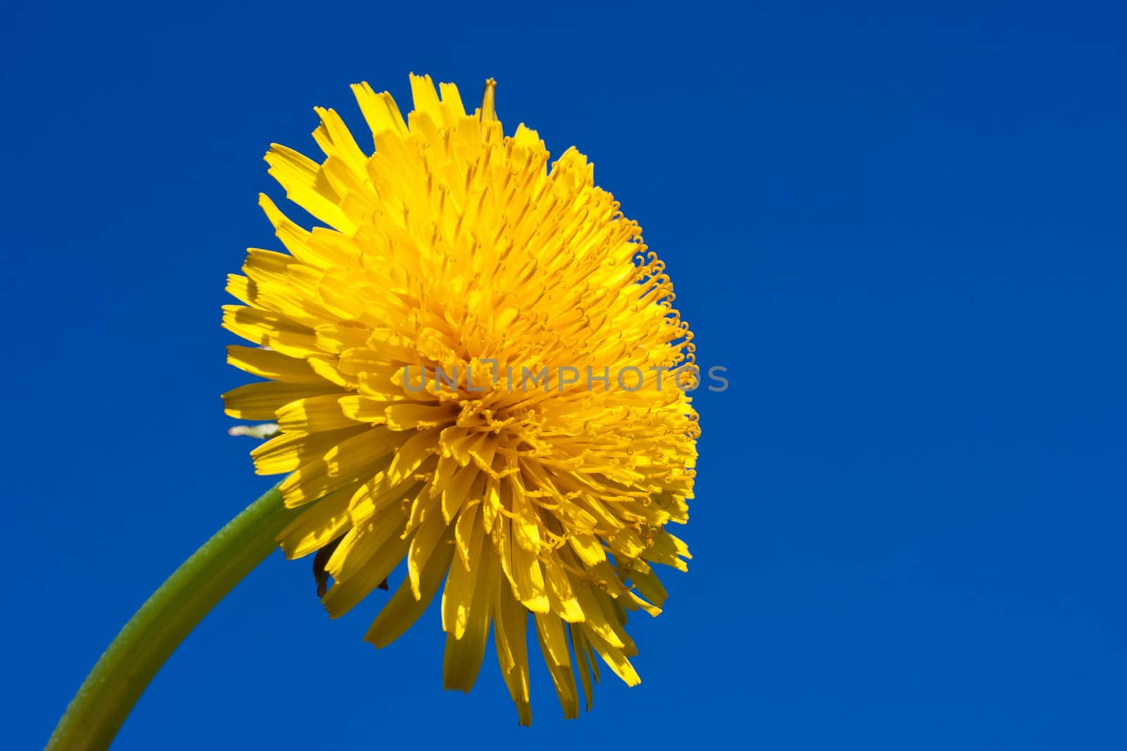 Beautiful bright yellow dandelion flower, spring photo