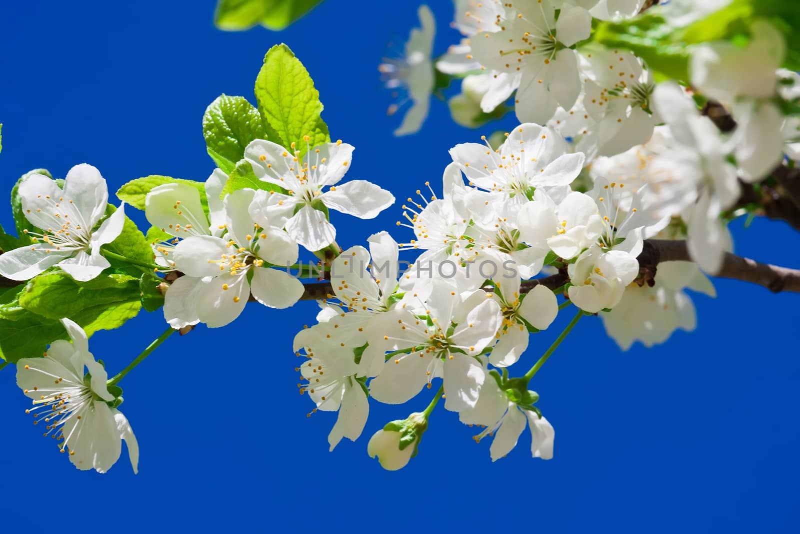 Beautiful spring blossom of apple cherry tree with white flowers