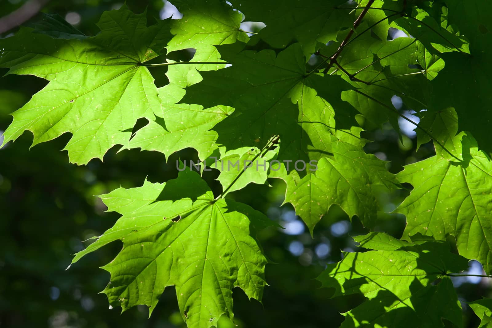 Lush green leaves background in bright sunlight