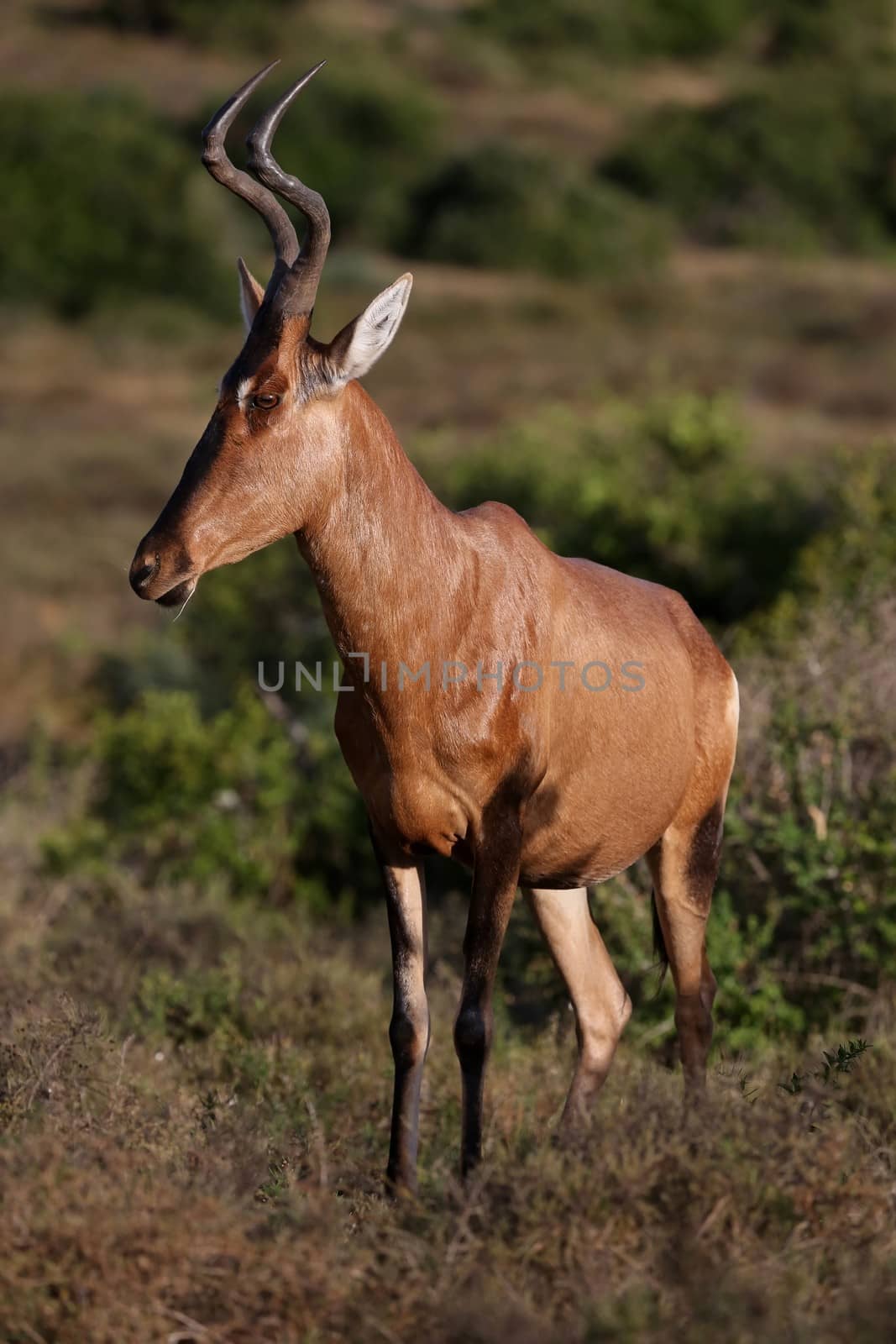 Graceful looking Red Hartebeest Antelope with curved horns