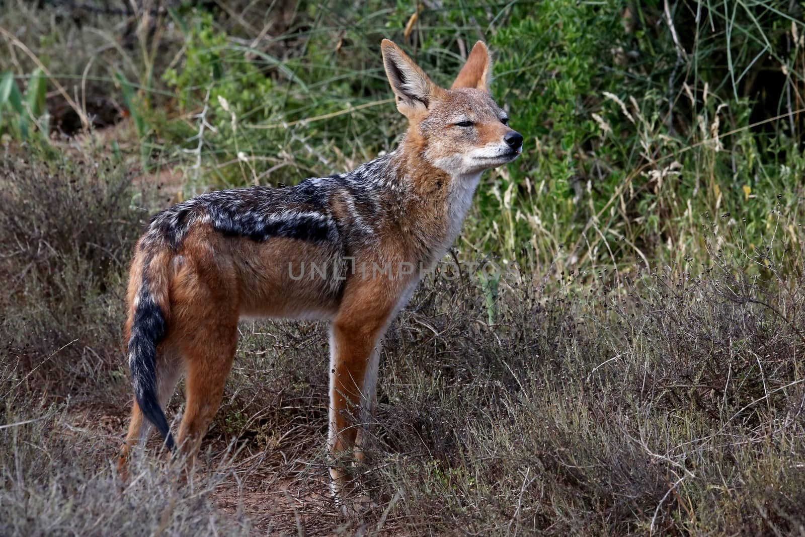 Portrait of a Black Backed Jackal with large ears