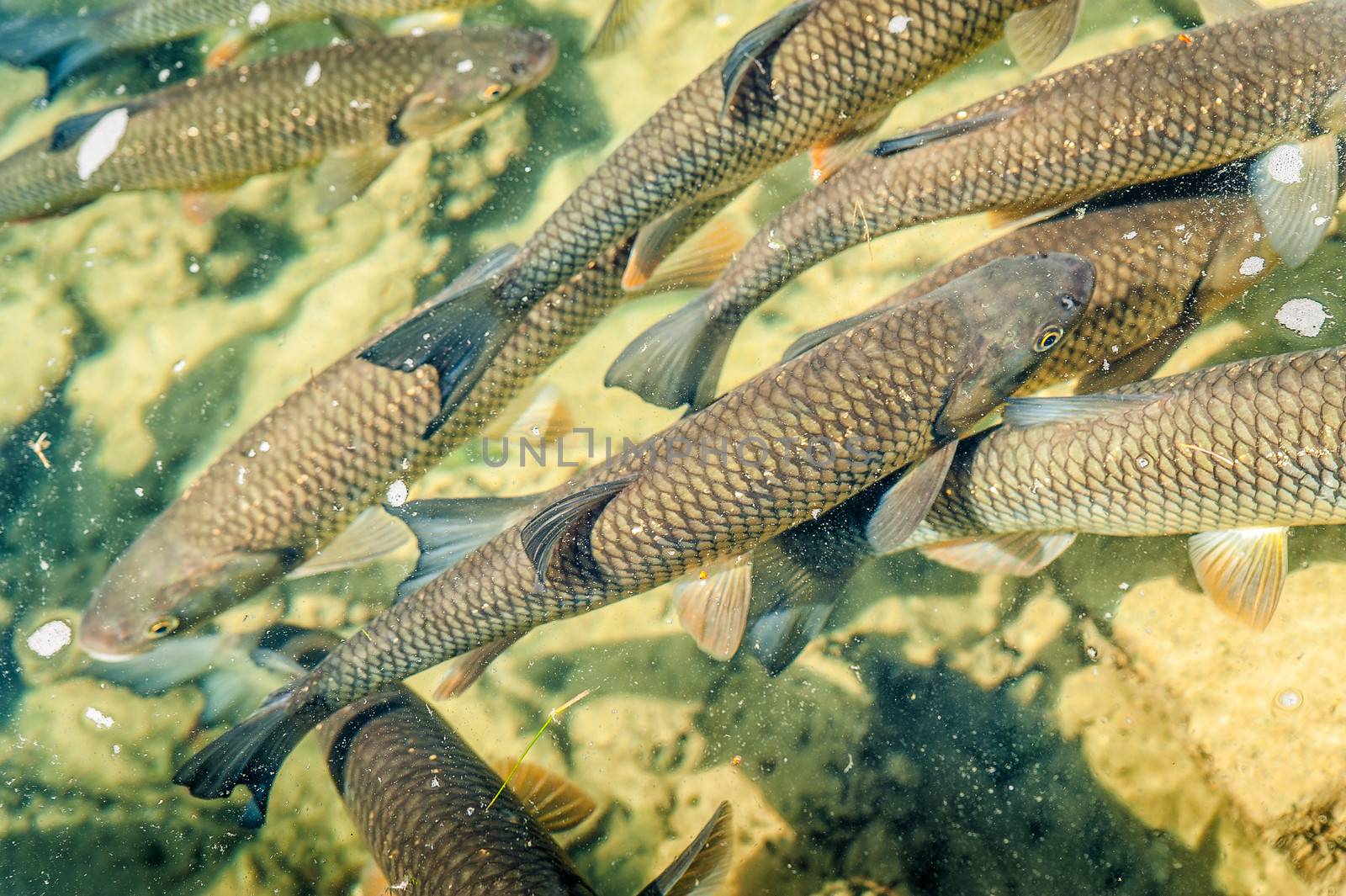 Trouts swimming around in a fish pond