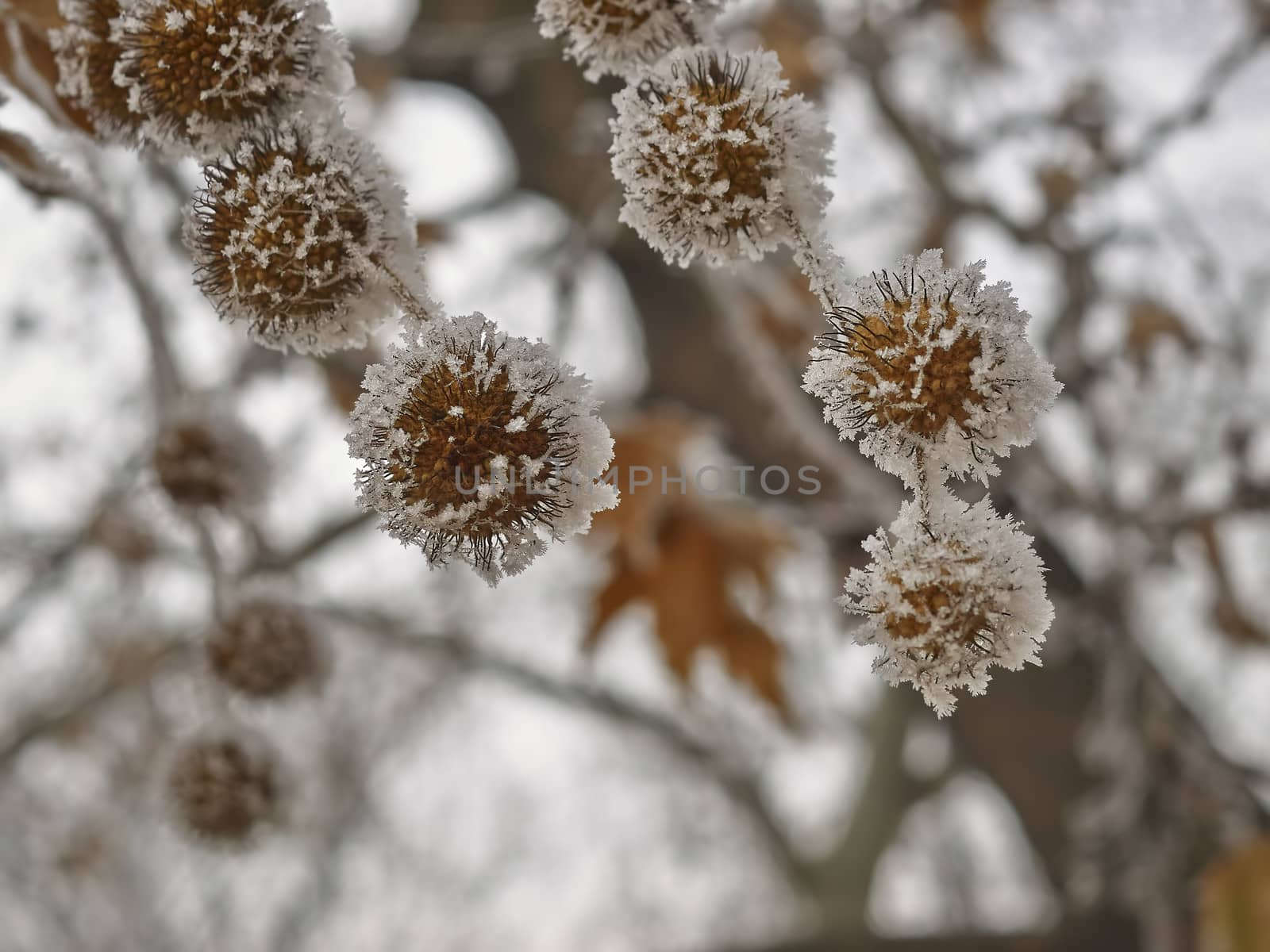 Rime coverered plane tree seed in park         