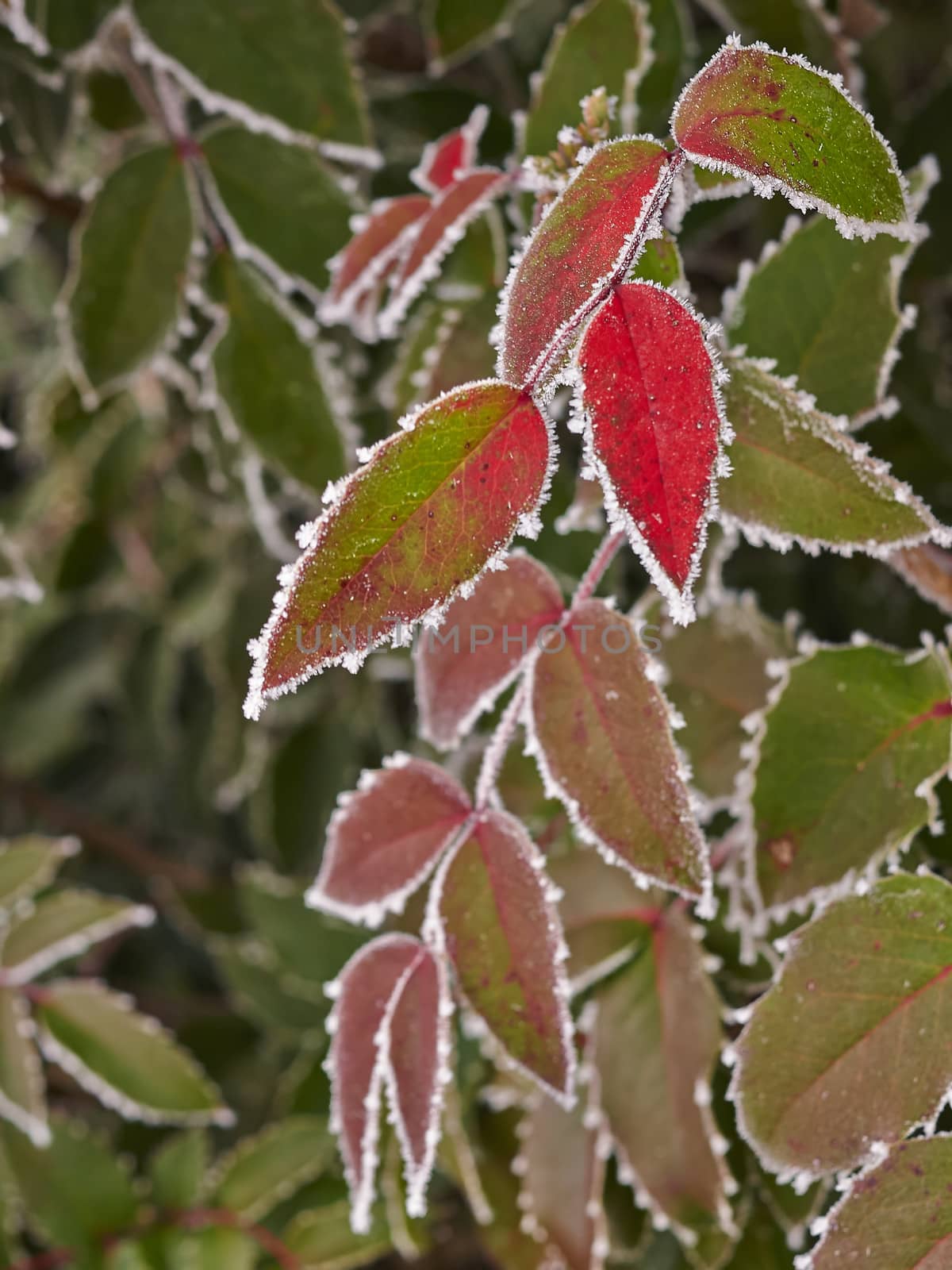 Rime covered leafs in park
