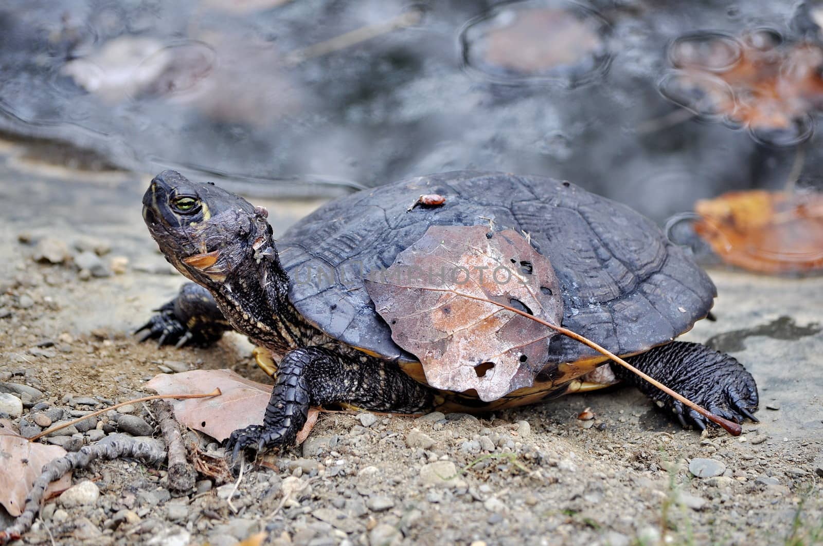 Black turtle and a leaf on its shield by anderm