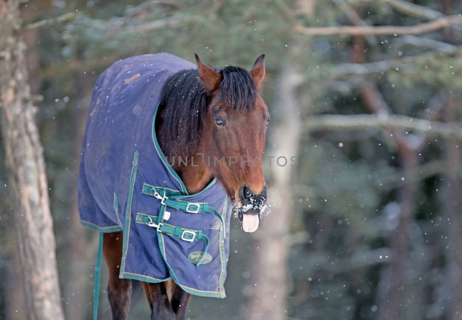 Horse trying to catch a snowflake with its tongue by thomas_males