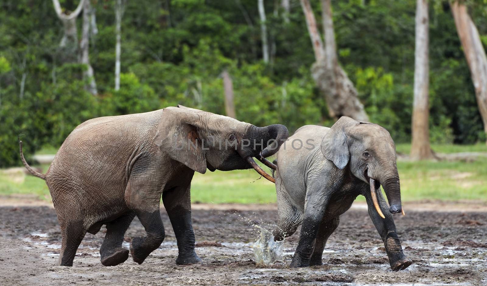  Fighting Elephants in Congo forest. Forest Elephant (Loxodonta africana cyclotis). Congo. Africa
