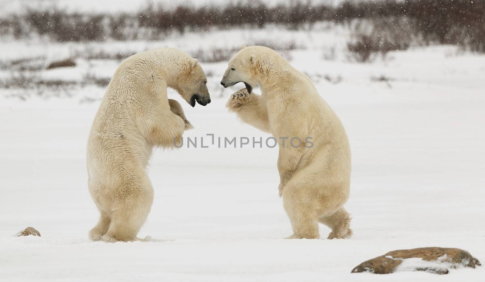 Sparing polar  bears.Two polar bears play fighting. Polar bears fighting on snow have got up on hinder legs. 