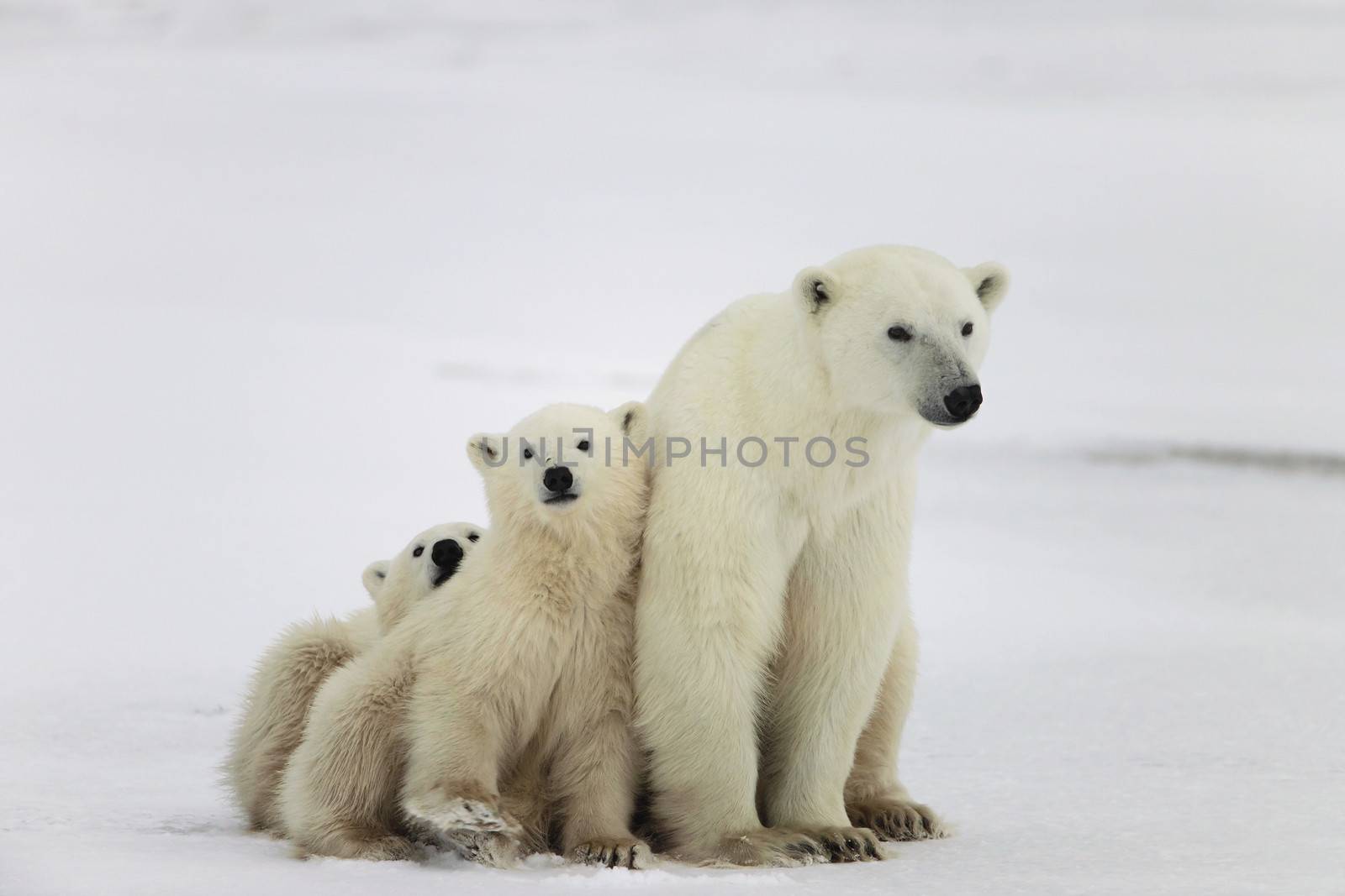 Polar she-bear with cubs.  by SURZ