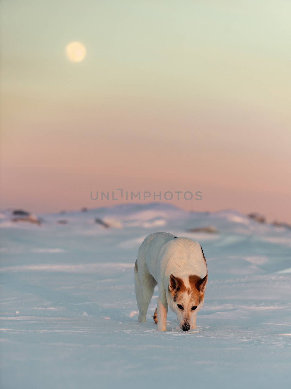 Dog in winter by SURZ