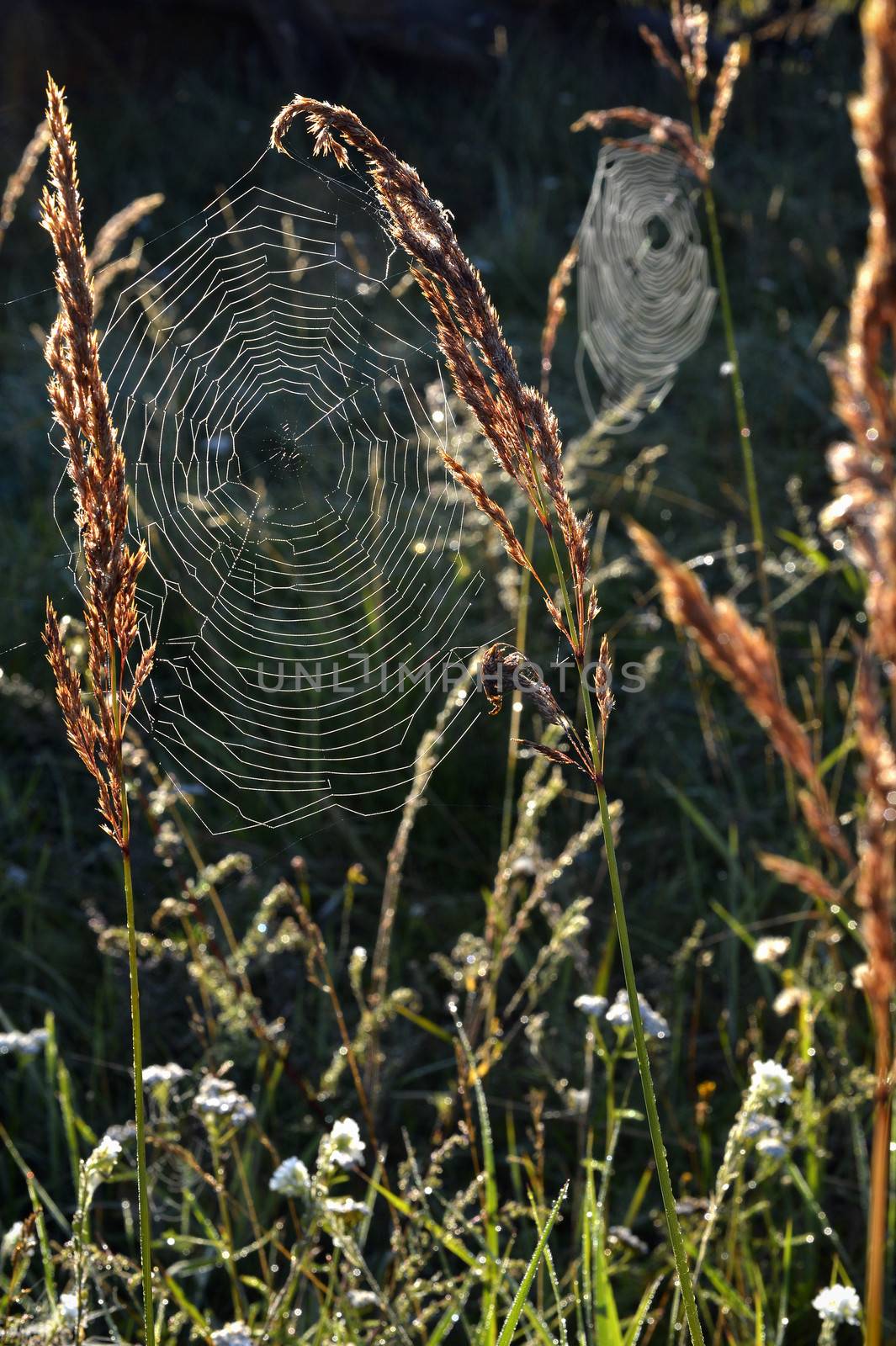 Spider web on a meadow in the rays of the rising sun.  Cobweb on the autumn meadow backlit by the rising sun.