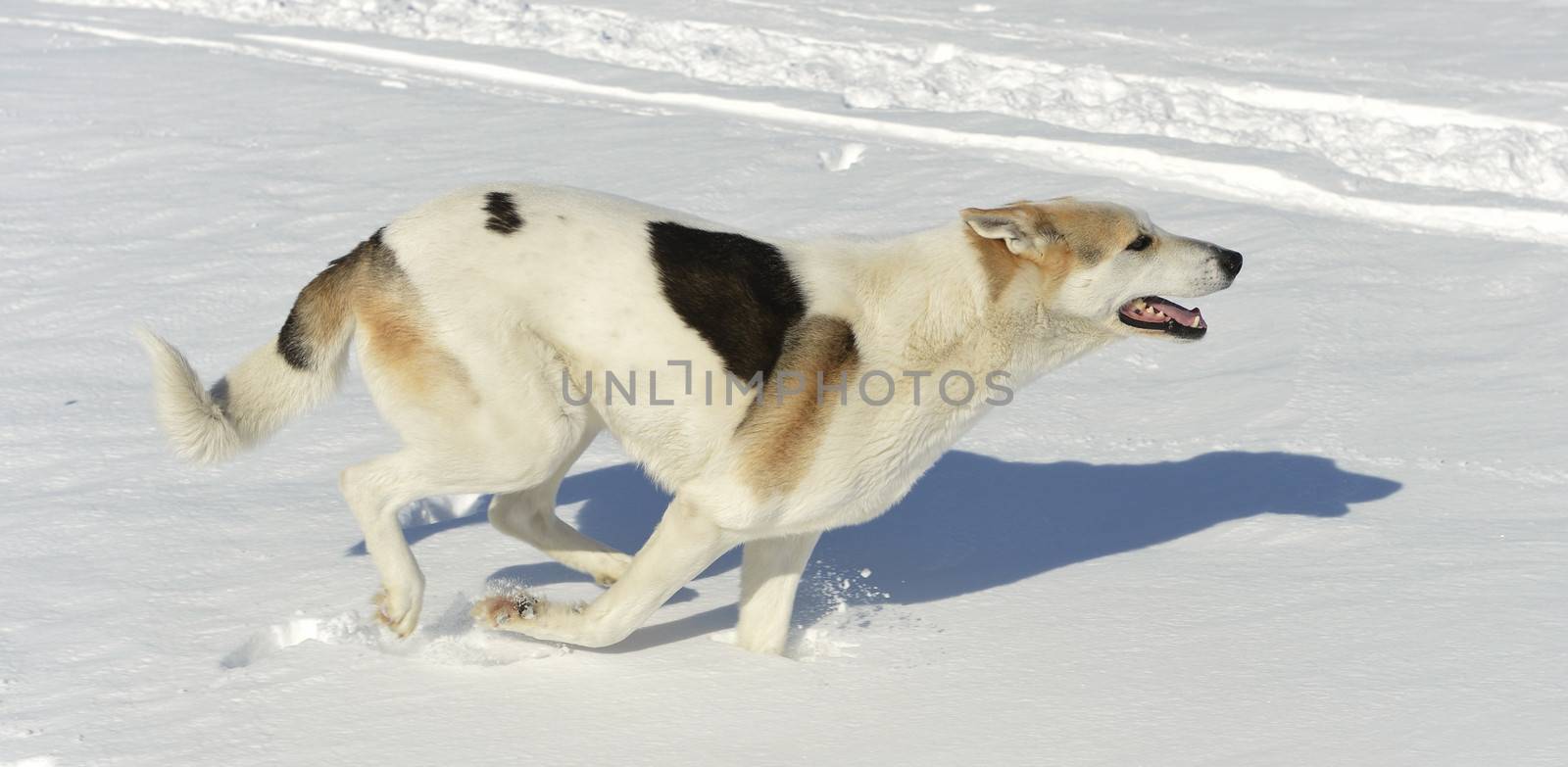 Running Dog by SURZ