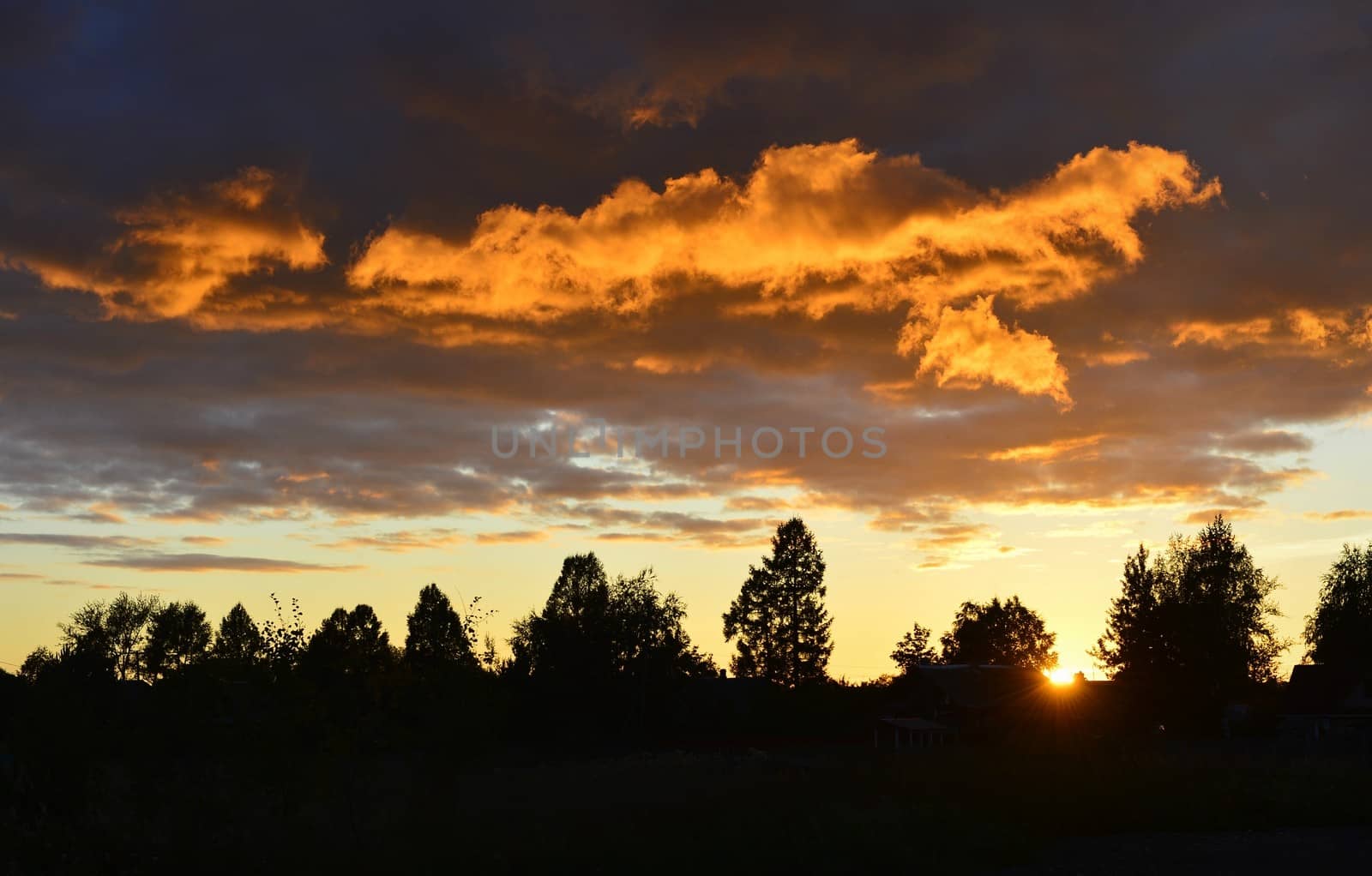 Sunset behind a trees. Summer time.