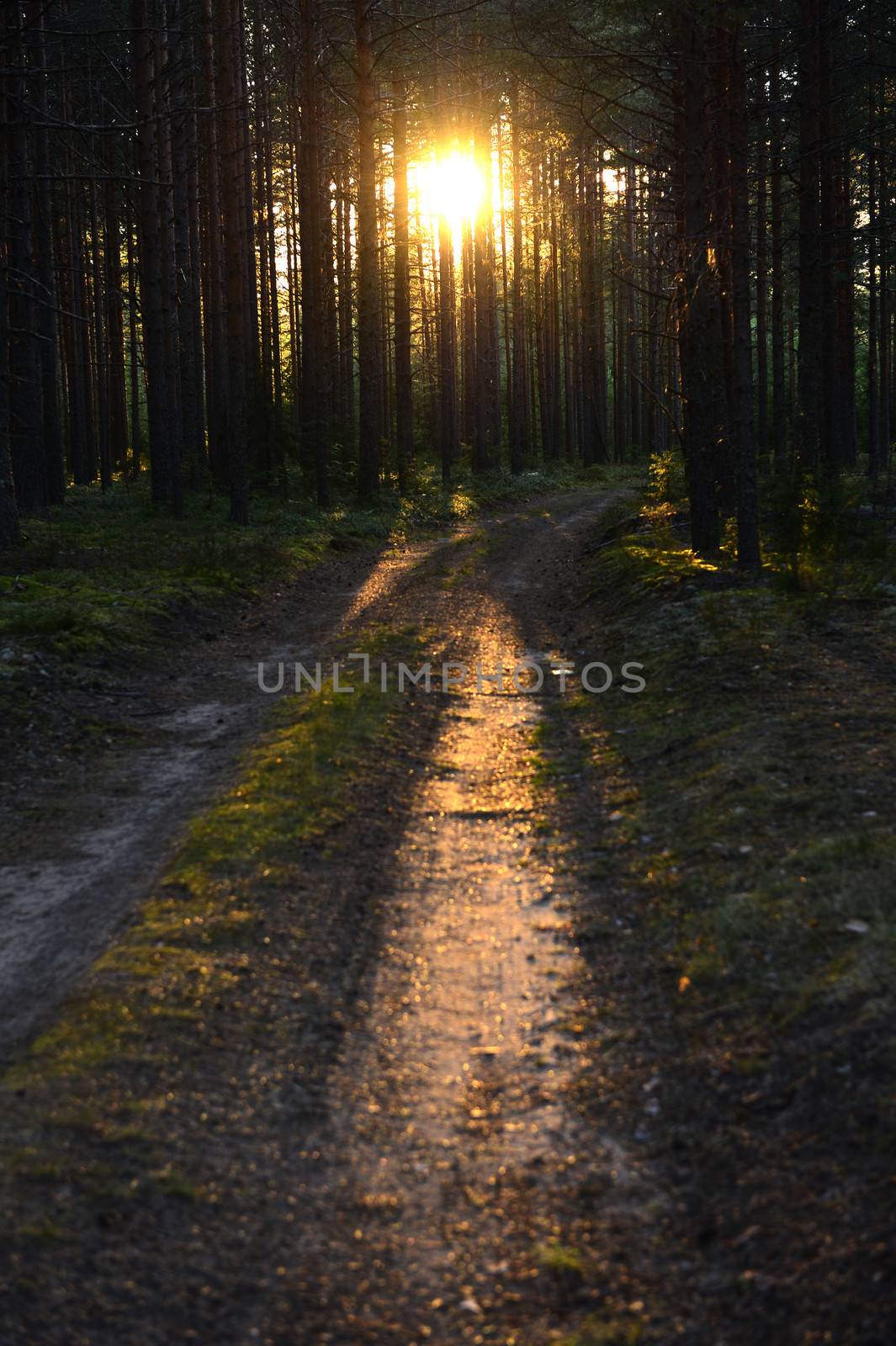 Sunset light. Summer forest. Sunset light of the leaving sun through pine forest.  Beautiful nature background