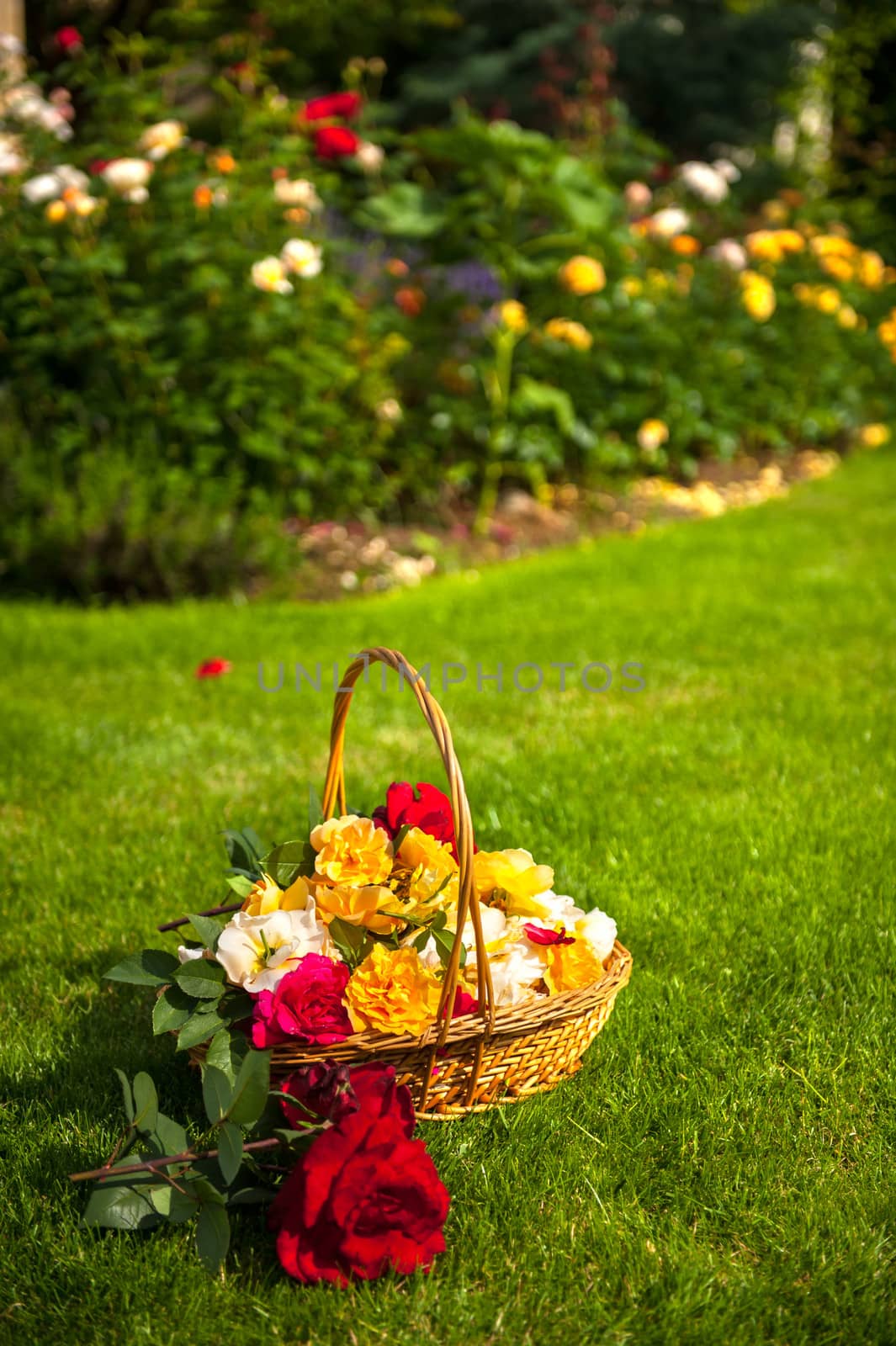 Basket full of various roses bloom laying in the garden