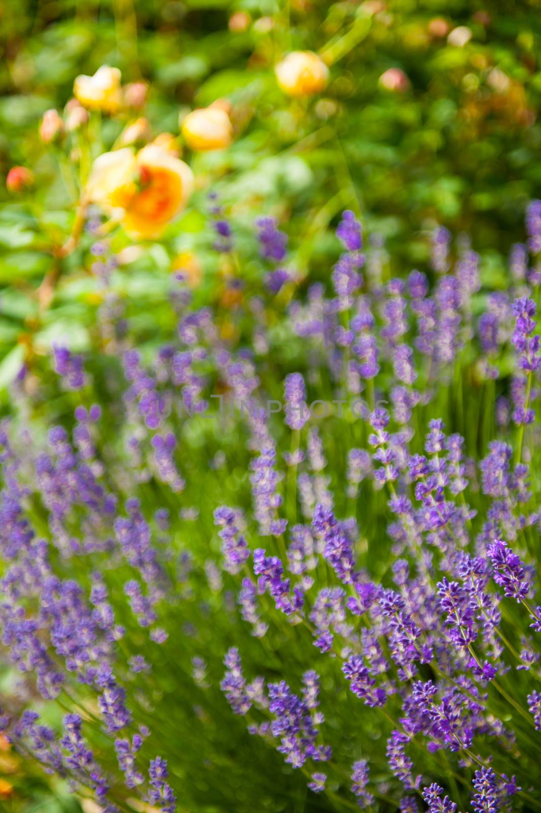 Beautiful lavender flowers with shallow DOF