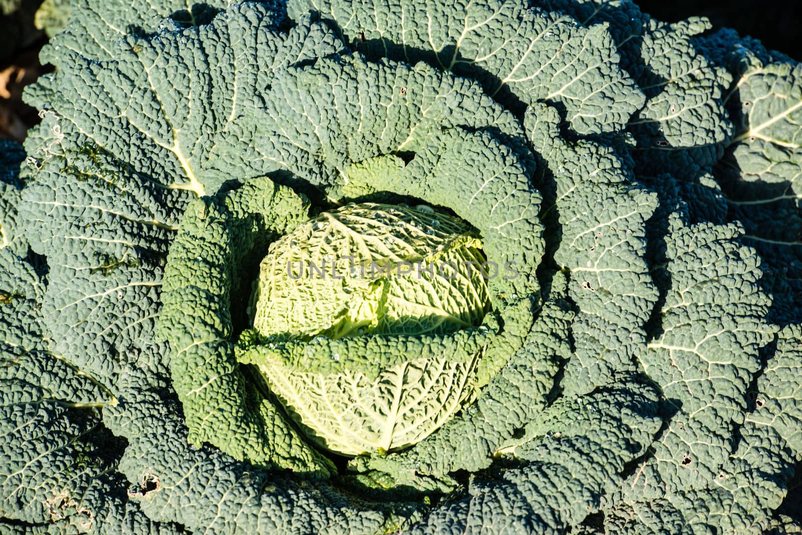 fresh green cabbage on a field ready to harvest