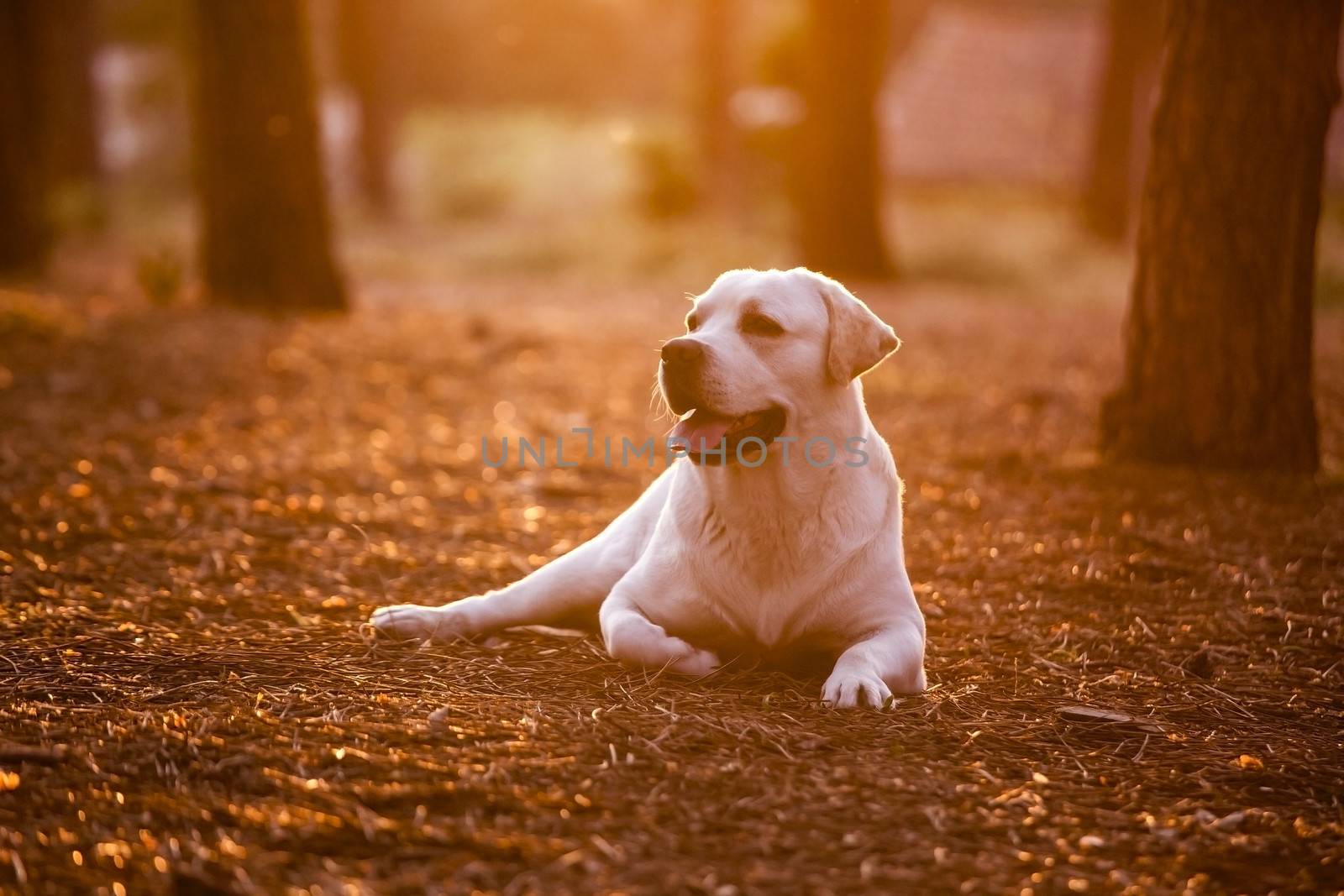 Beautiful dog in outdoor lying on a pinewood