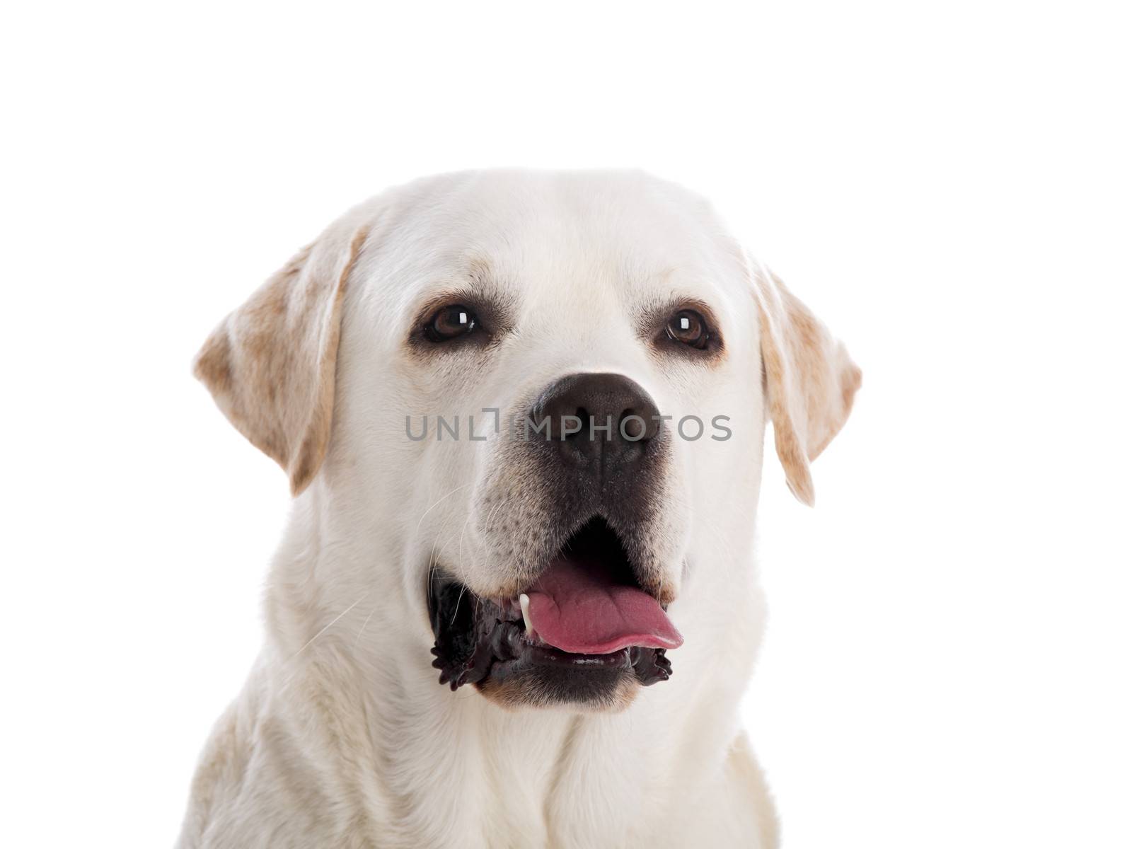 close-yp portrait of a beautiful labrador retriever breed, isolated on white background