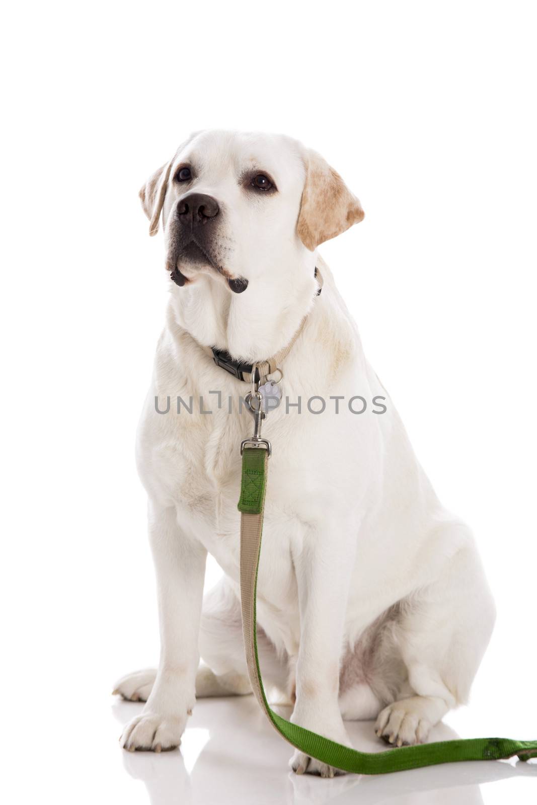 Beautiful labrador retriever sitting on floor with a leash, isolated on white background