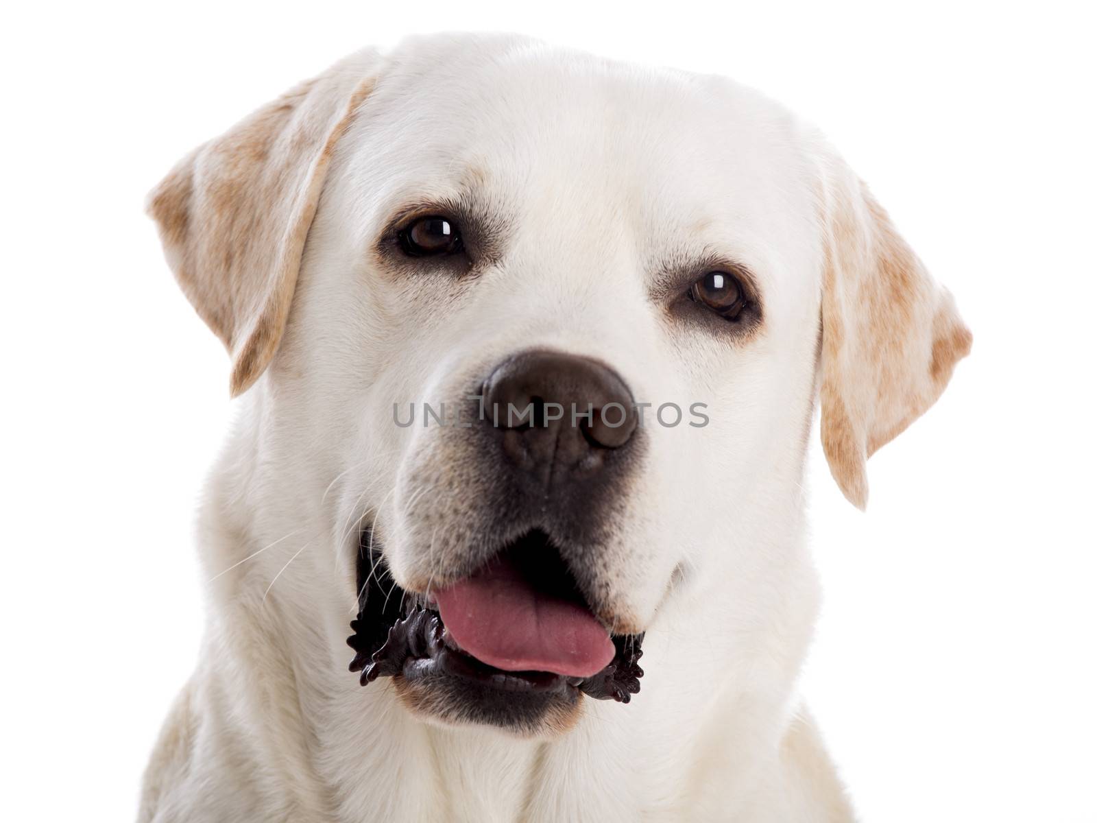 close-yp portrait of a beautiful labrador retriever breed, isolated on white background