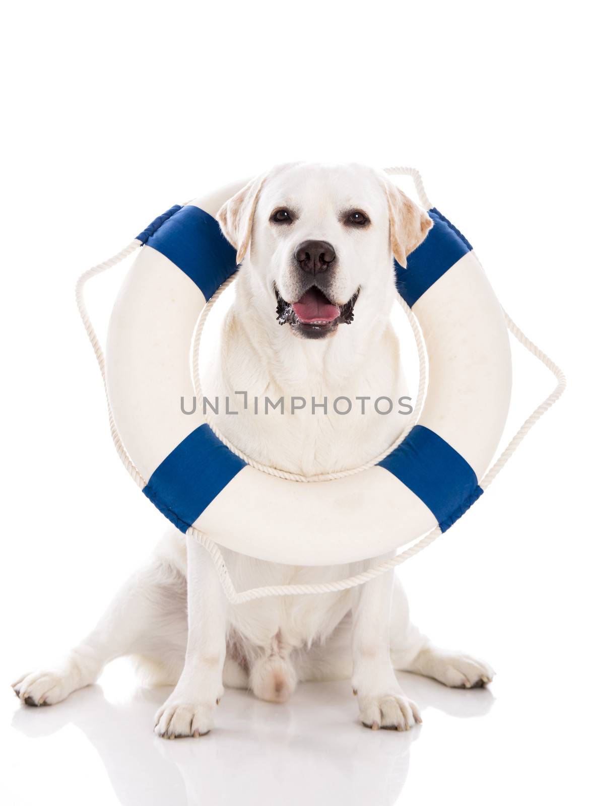 Beautiful labrador retriever sitting on floor with a sailor buoy