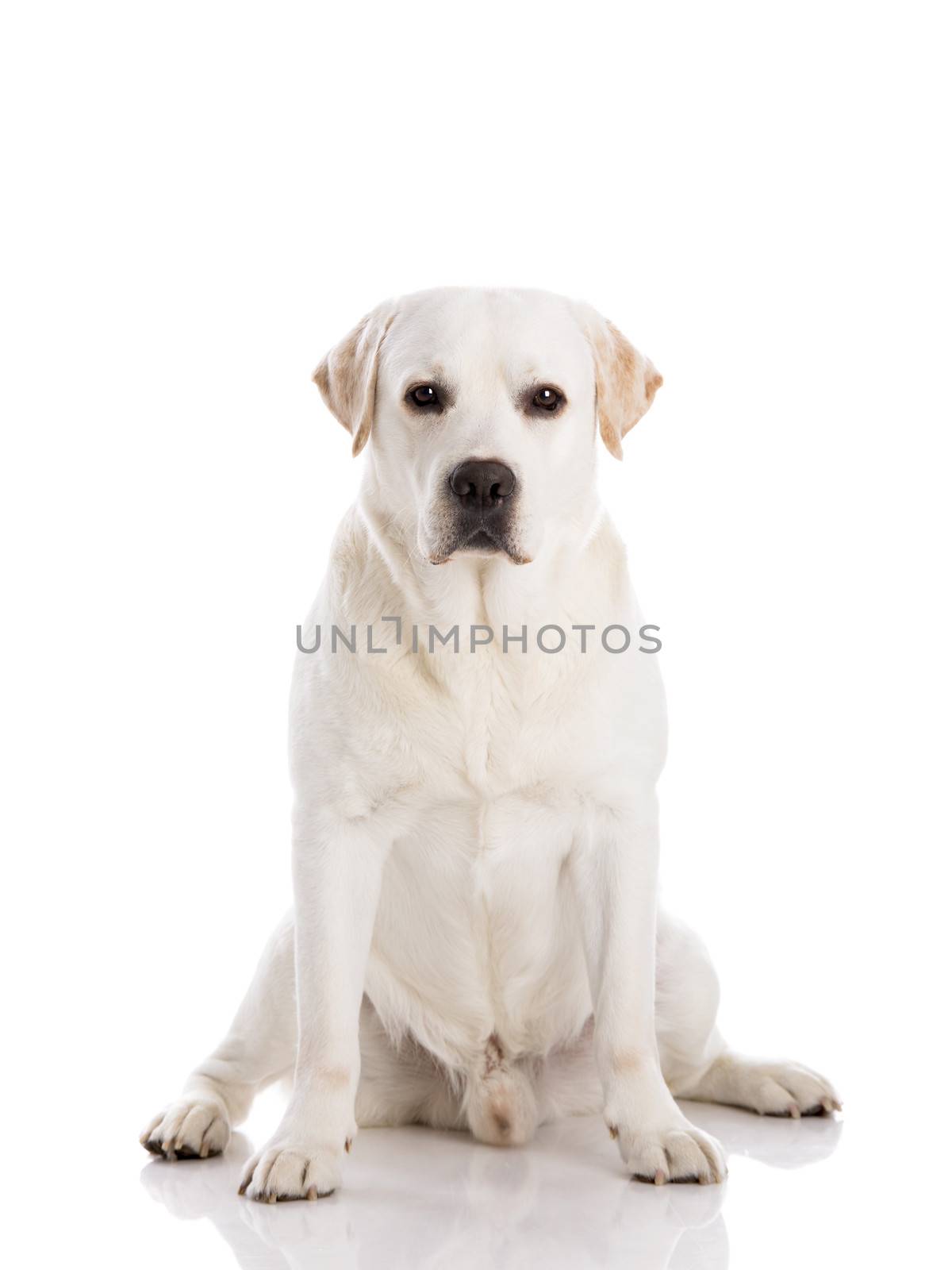 Labrador dog sitting on floor by Iko