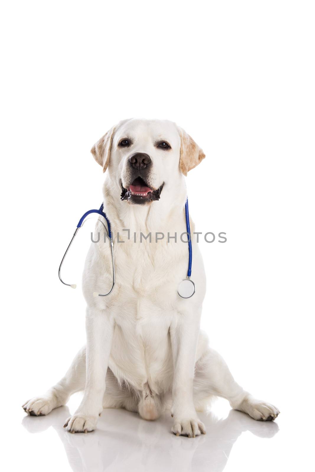 Beautiful labrador retriever with a stethoscope on his neck, isolated on white