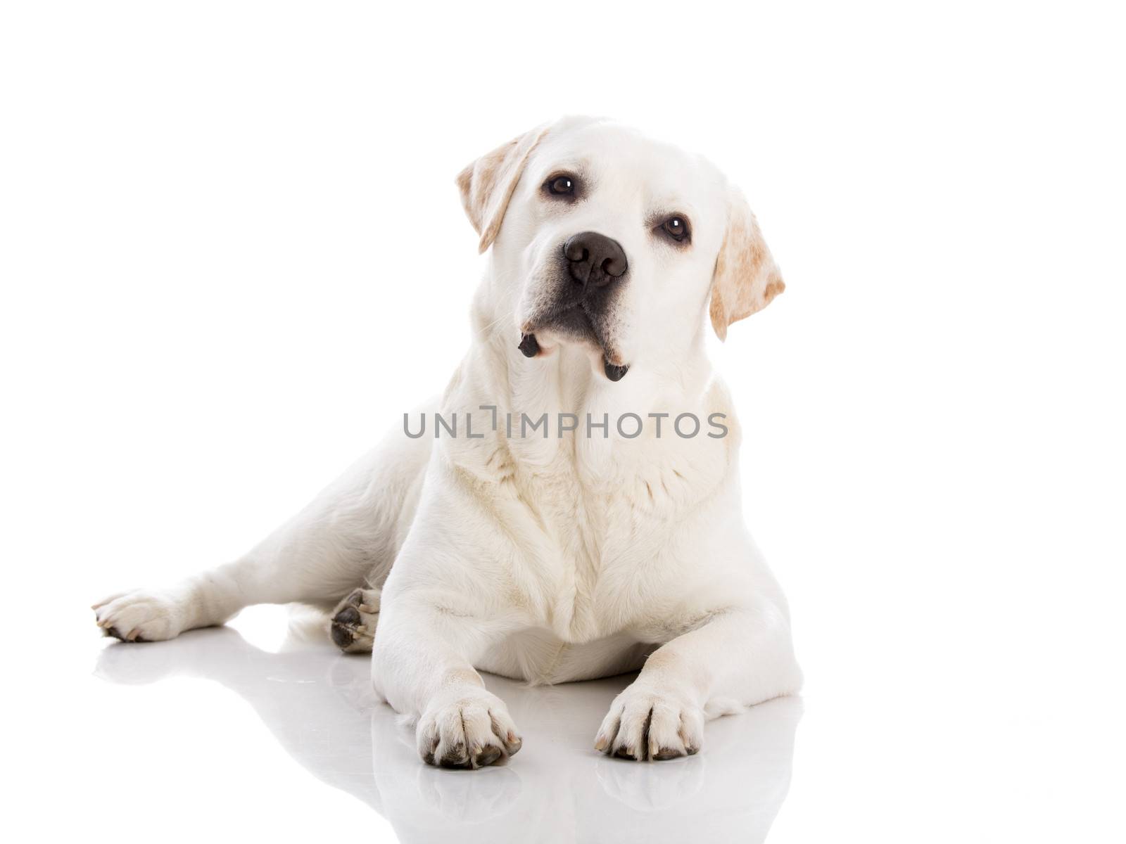 Beautiful labrador retriever breed lying on floor, isolated on white background