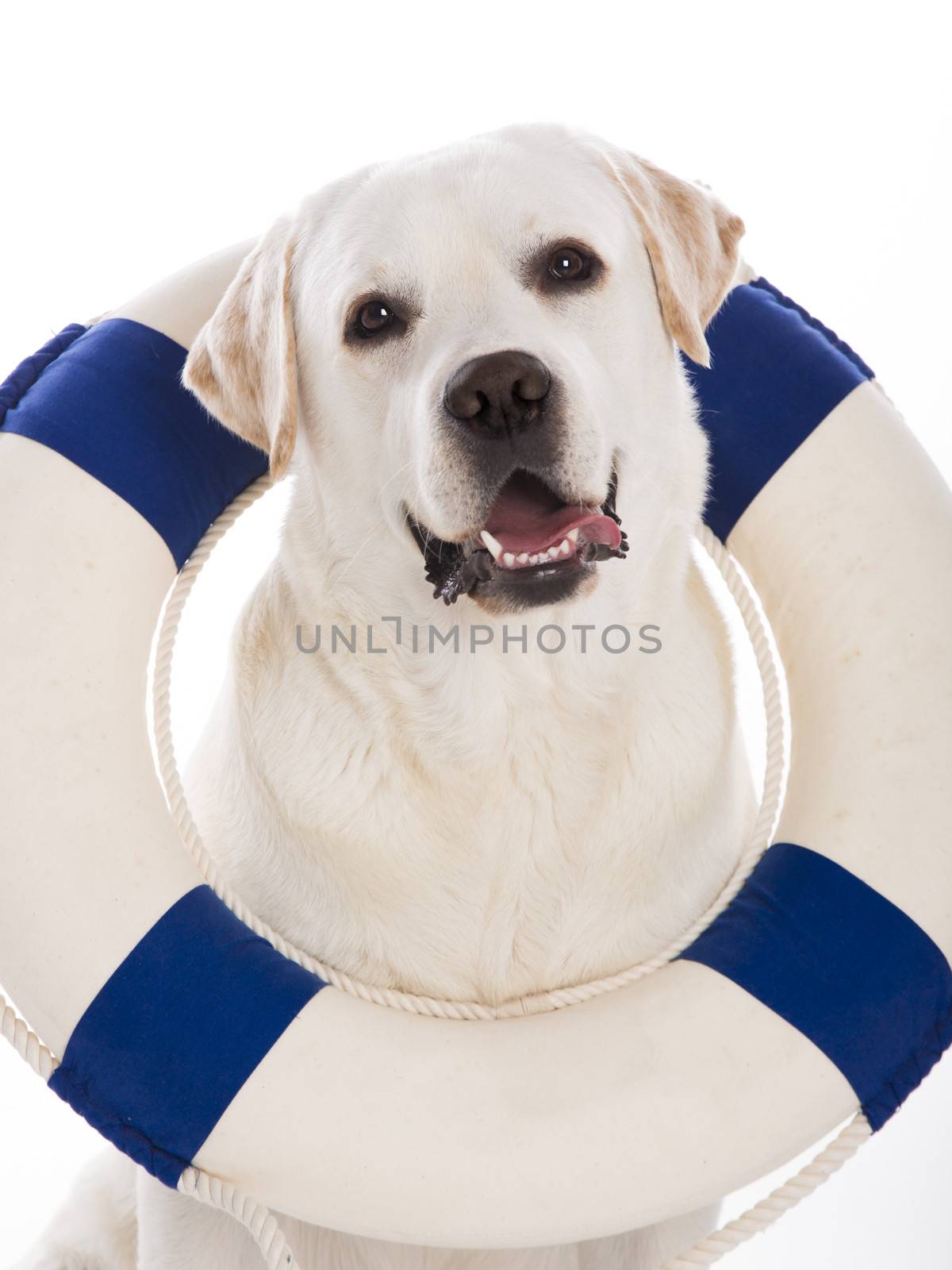 Beautiful labrador retriever sitting on floor with a sailor buoy