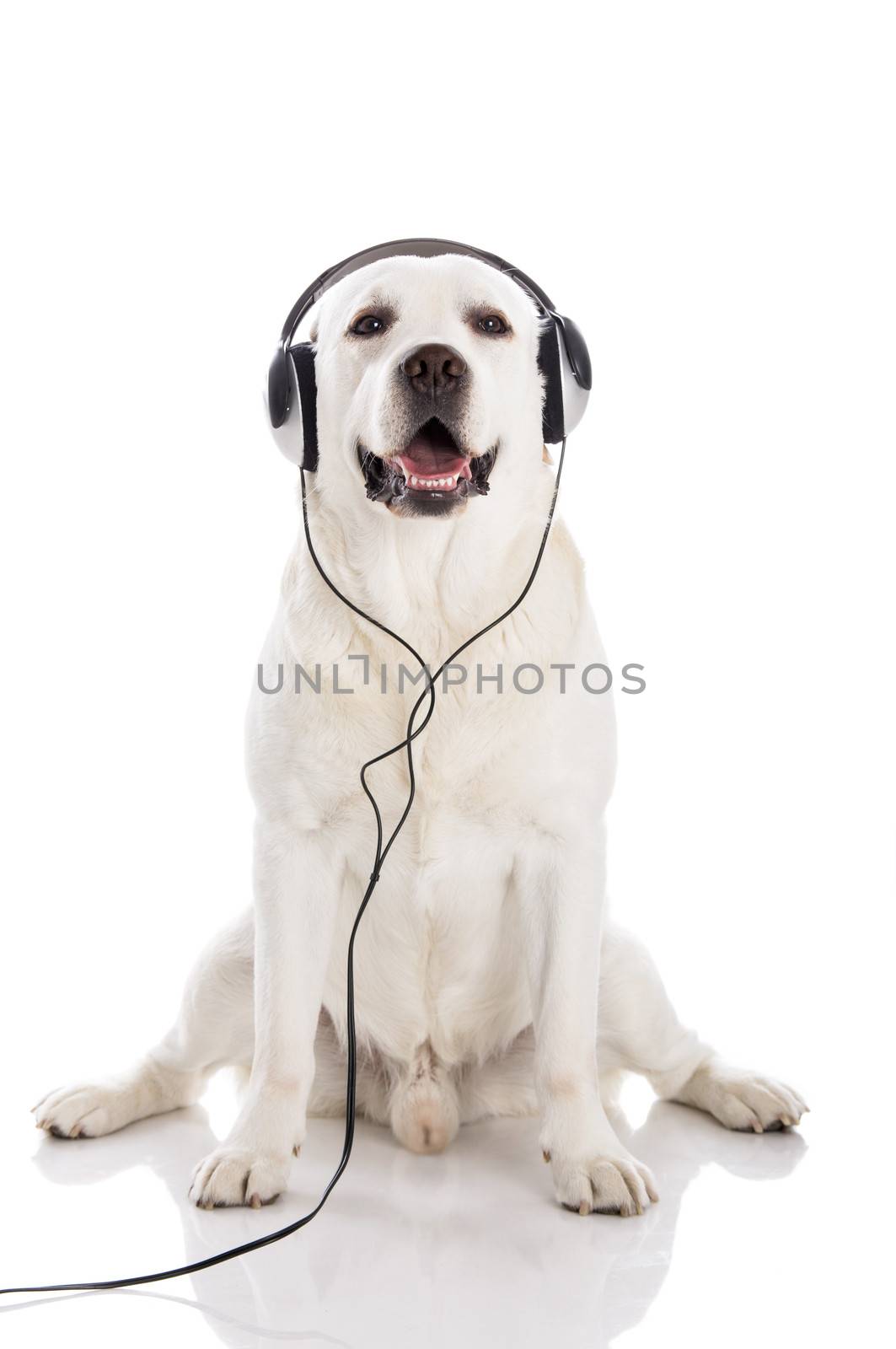 Labrador listen music by Iko