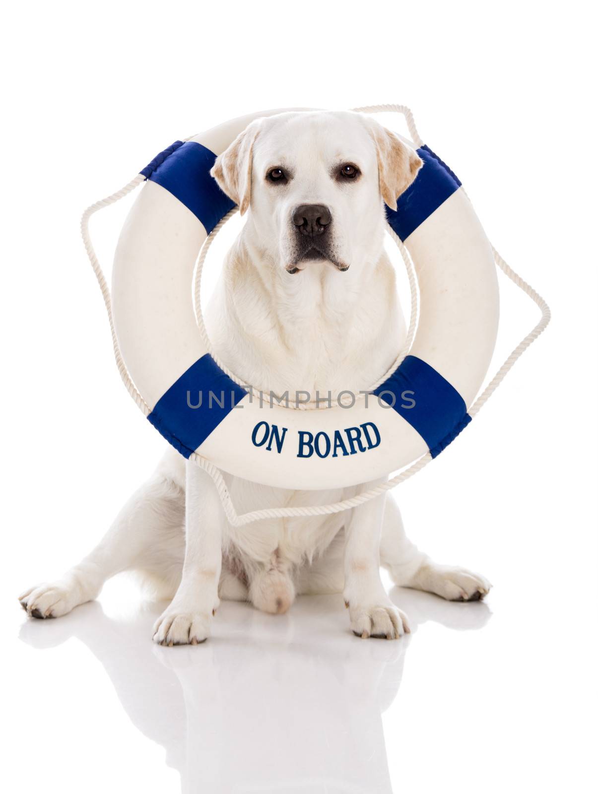 Labrador dog with a sailor buoy by Iko