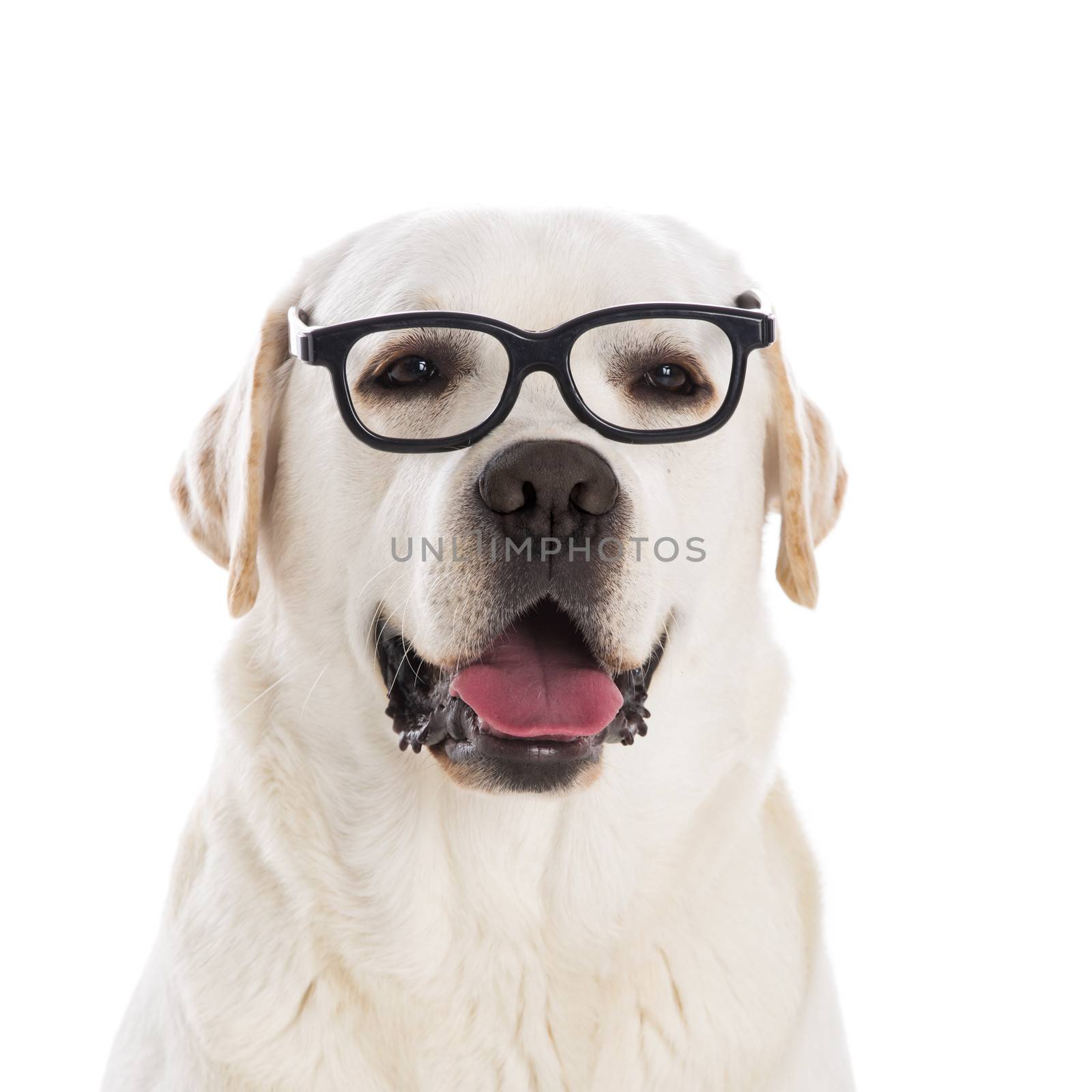 Portrait of a beautiful labrador retriever wearing glasses