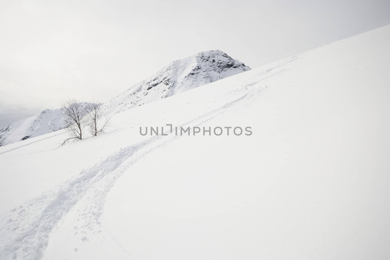 Back country ski tracks in candid powder snow on soft light in a cloudy day