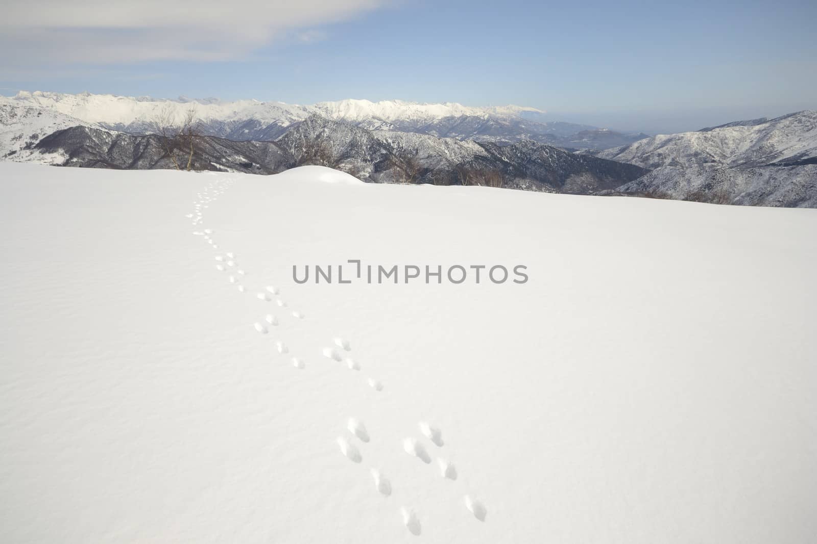 Wildlife traces on snowy slope by fbxx