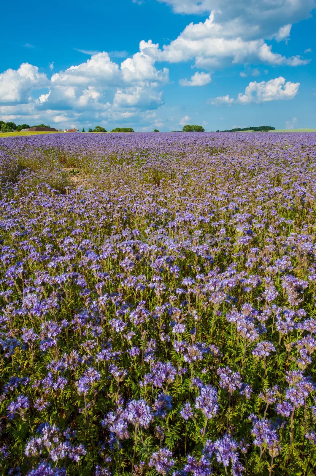 Field of blooming Lacy phacelia (Phacelia tanacetifolia) at a beautiful summer day
