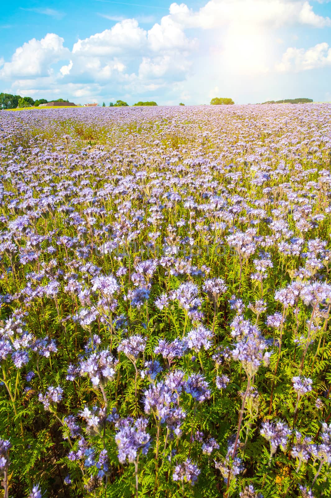 Field of blooming Lacy phacelia (Phacelia tanacetifolia) with a shining sun